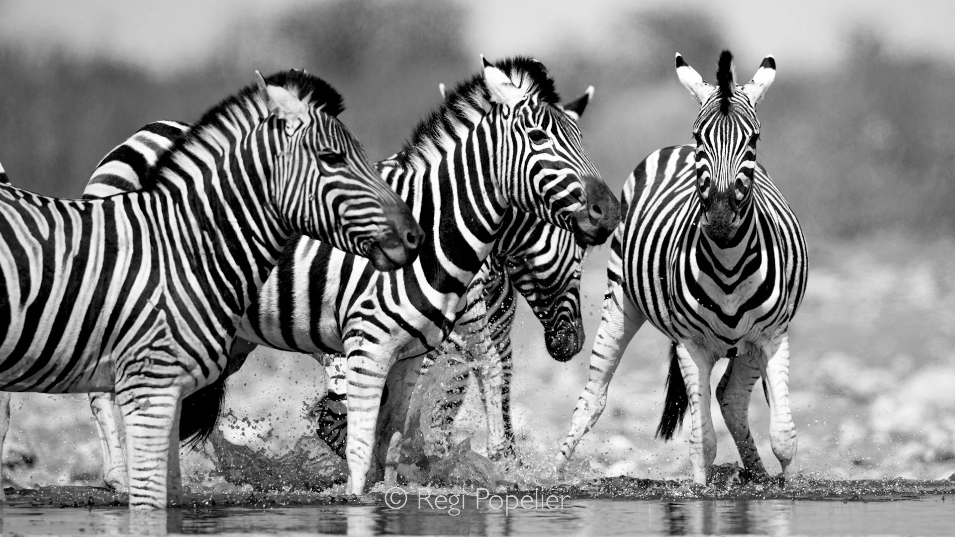 Namibia086 - The ultimate barcode at the waterhole.