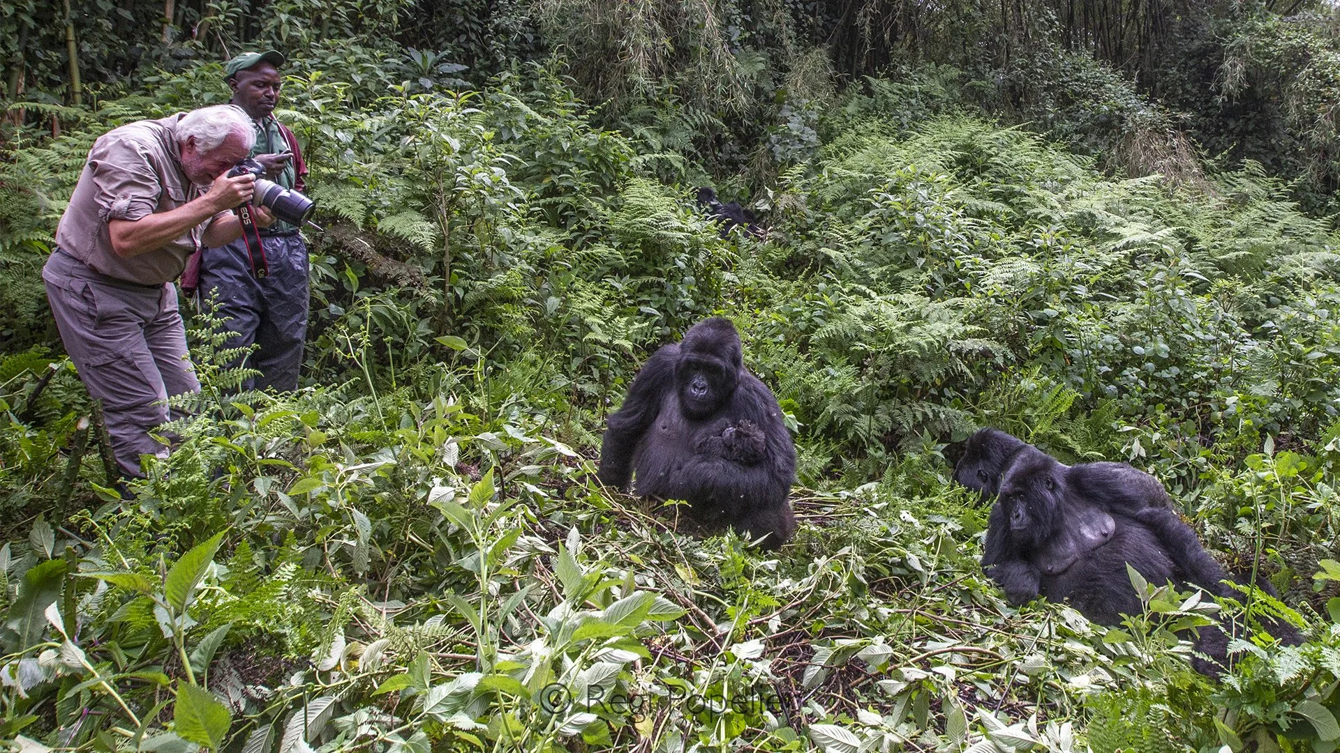 RWANDA001 - After a steep trek through Rwanda's misty bamboo forest, our first encounter was unforgettable. A silverback sat quietly among the vegetation, calmly watching our arrival while the rest of the family continued feeding, completely at ease 