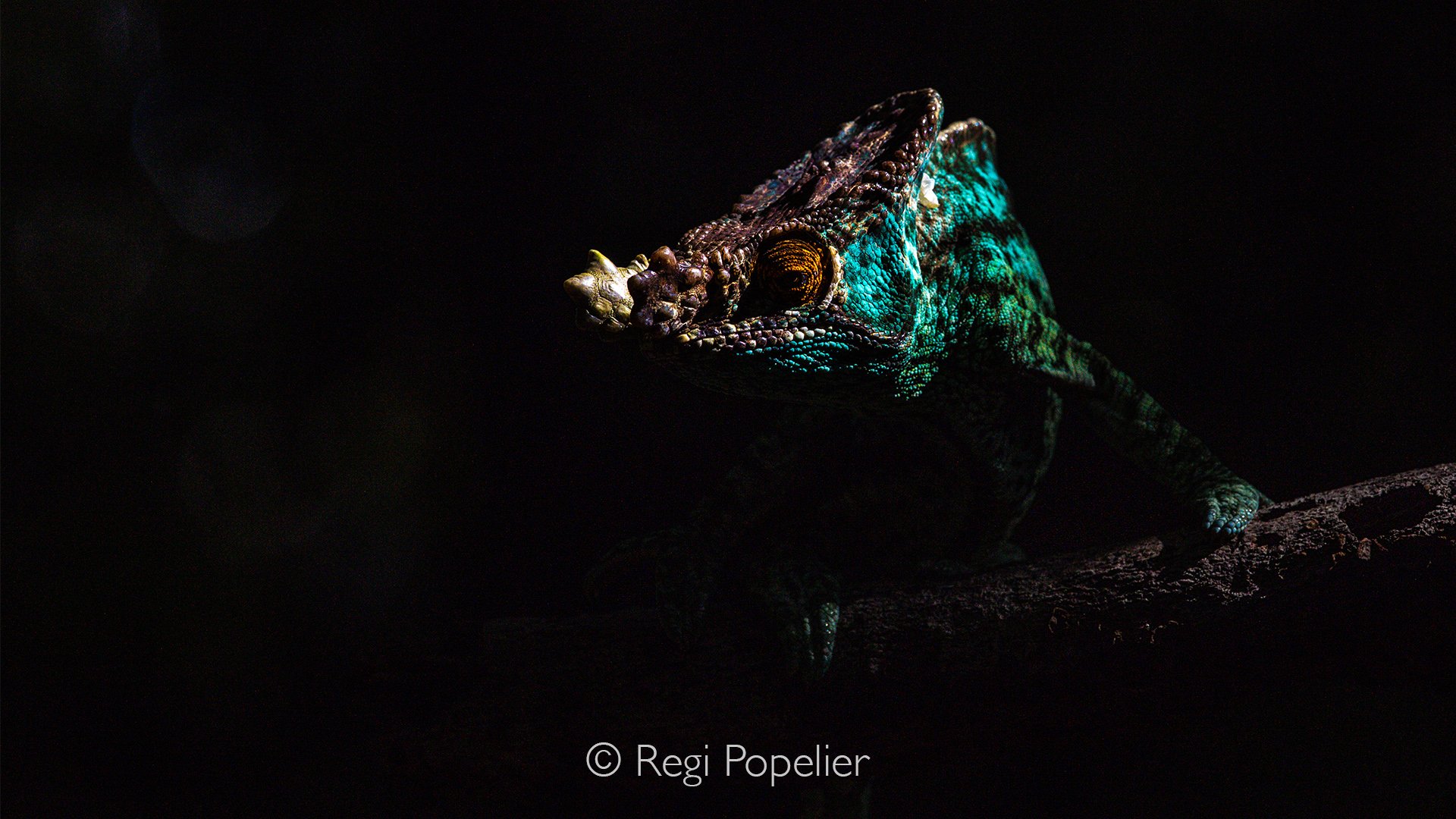 MADA019 - Panther Chameleon ?