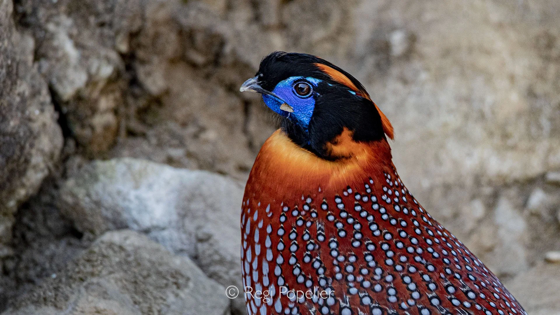 CHIN013 - Close up of the Temminck’s tragopan.