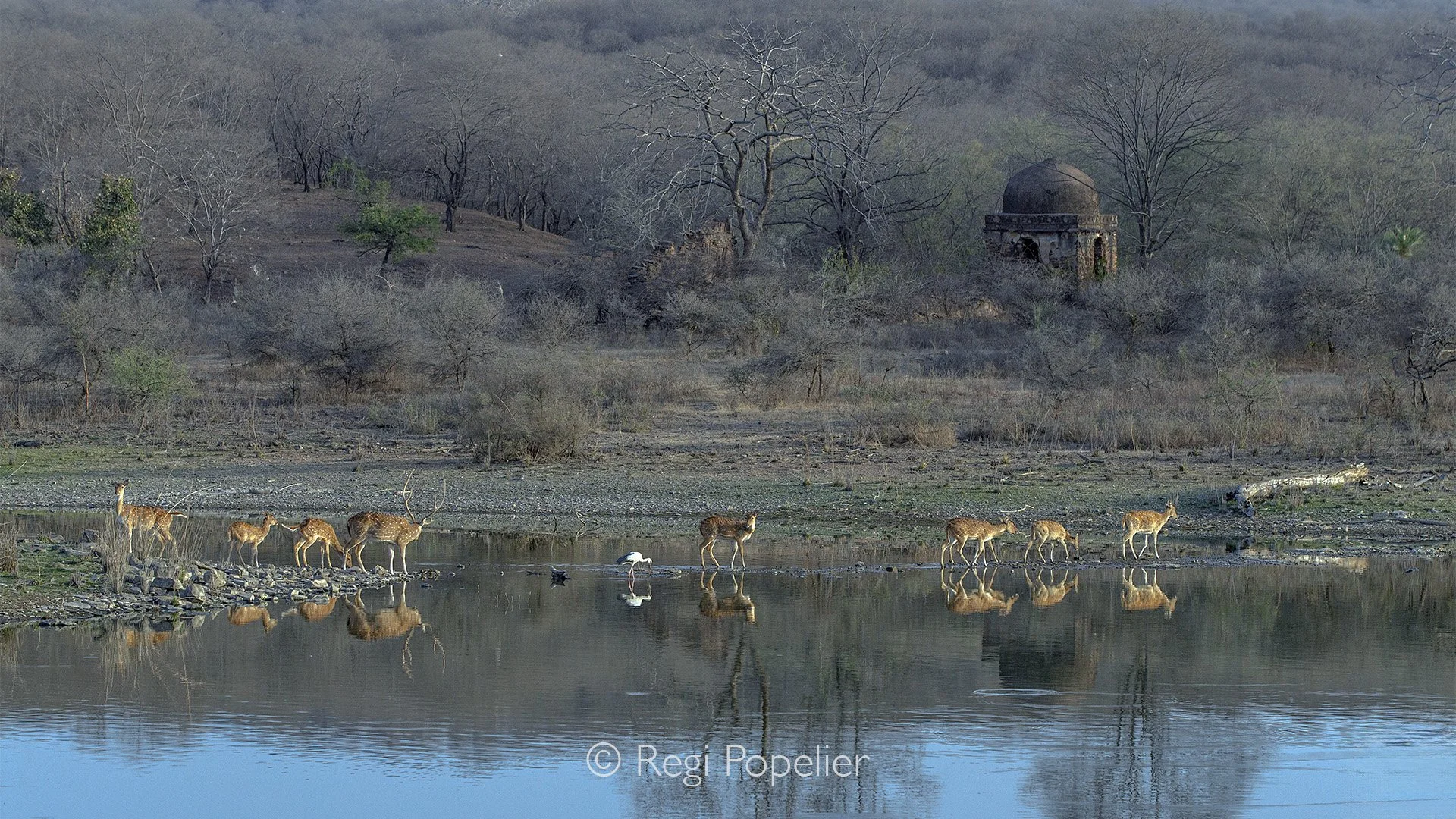 INDIA026 - The magic of Ranthambore NP