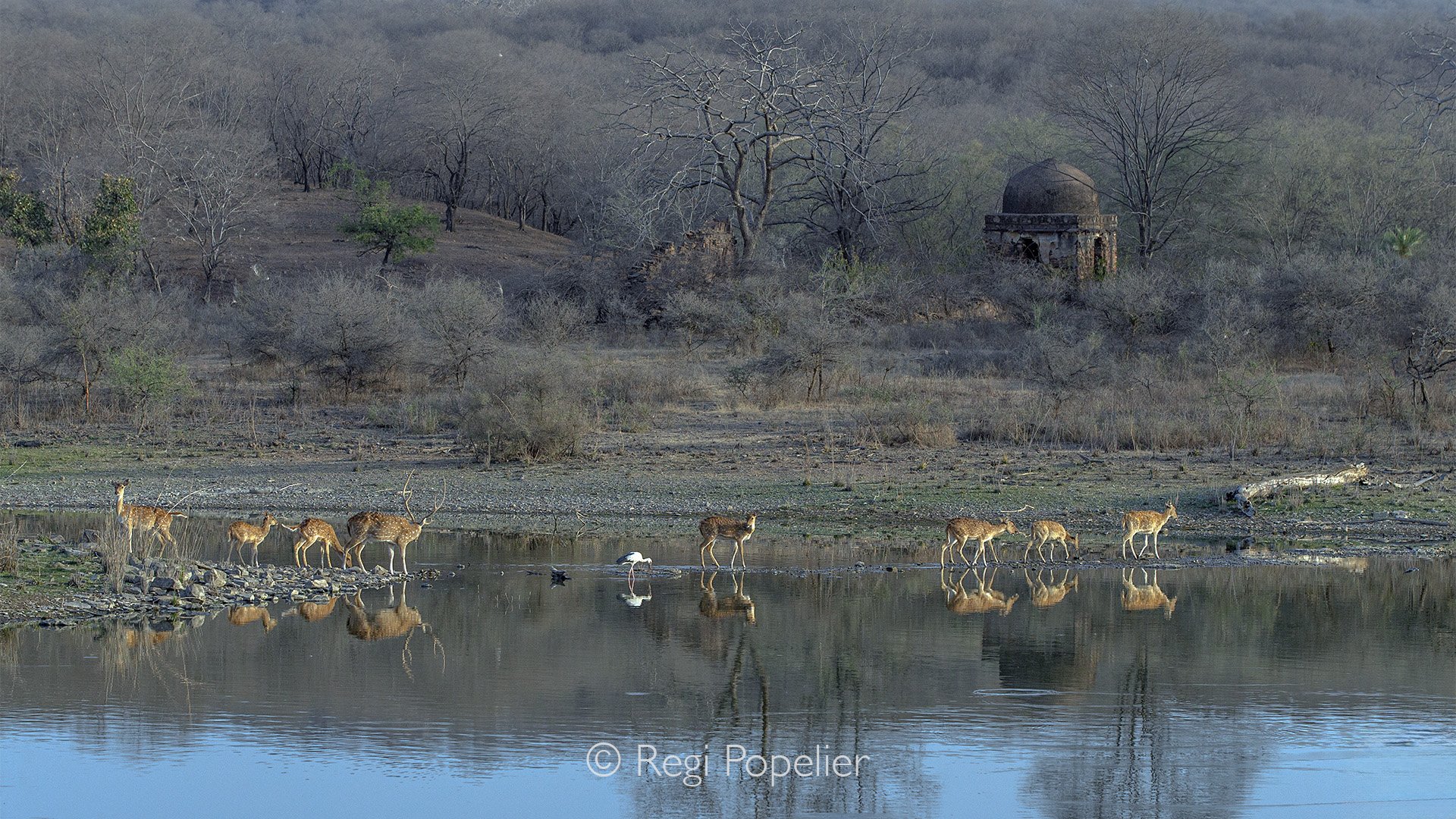 INDIA026 - The magic of Ranthambore NP.