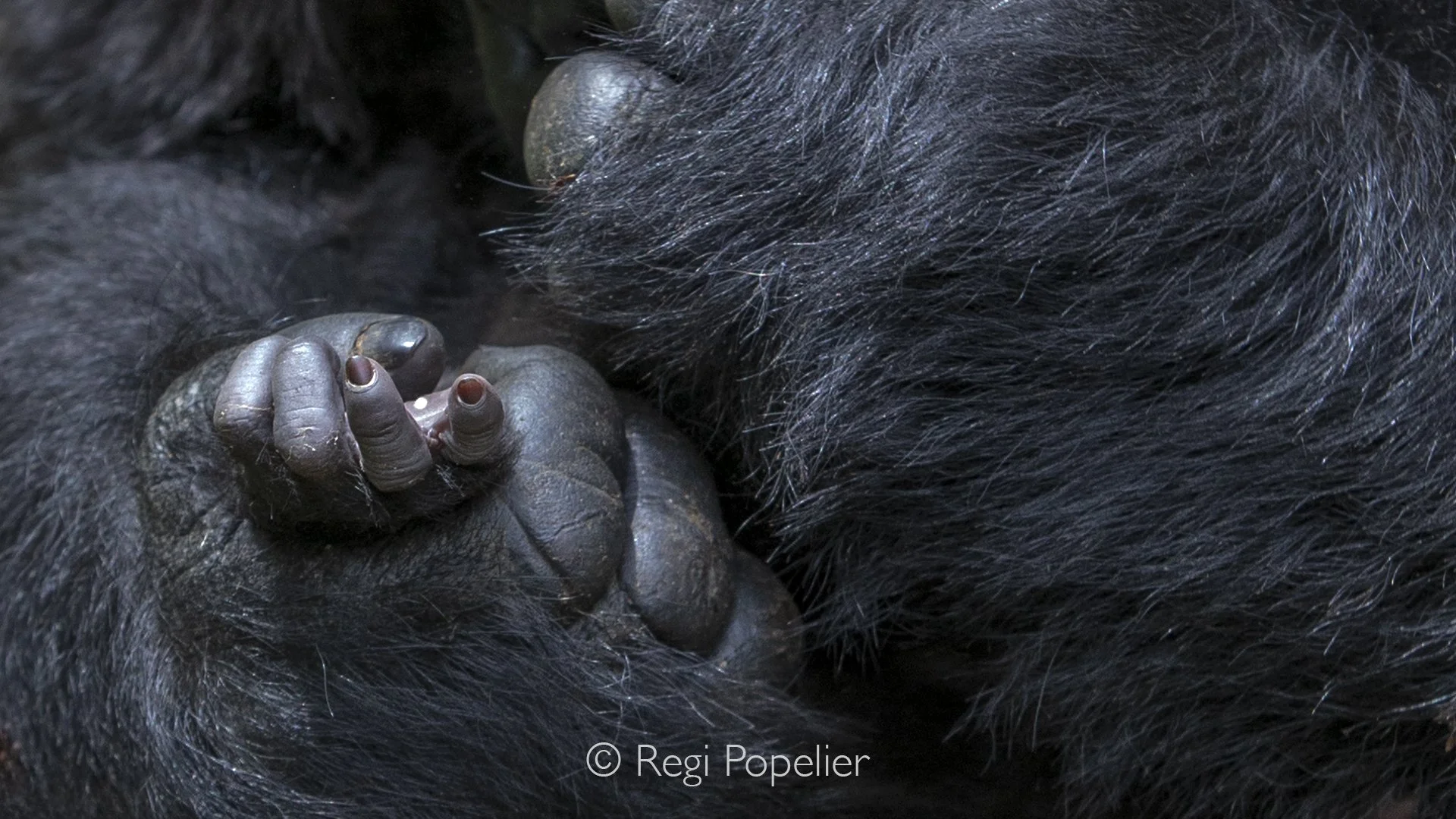 RWANDA017  - With determined little hands, the youngster gently nudges its mother, instinctively seeking nourishment before settling into complete contentment.