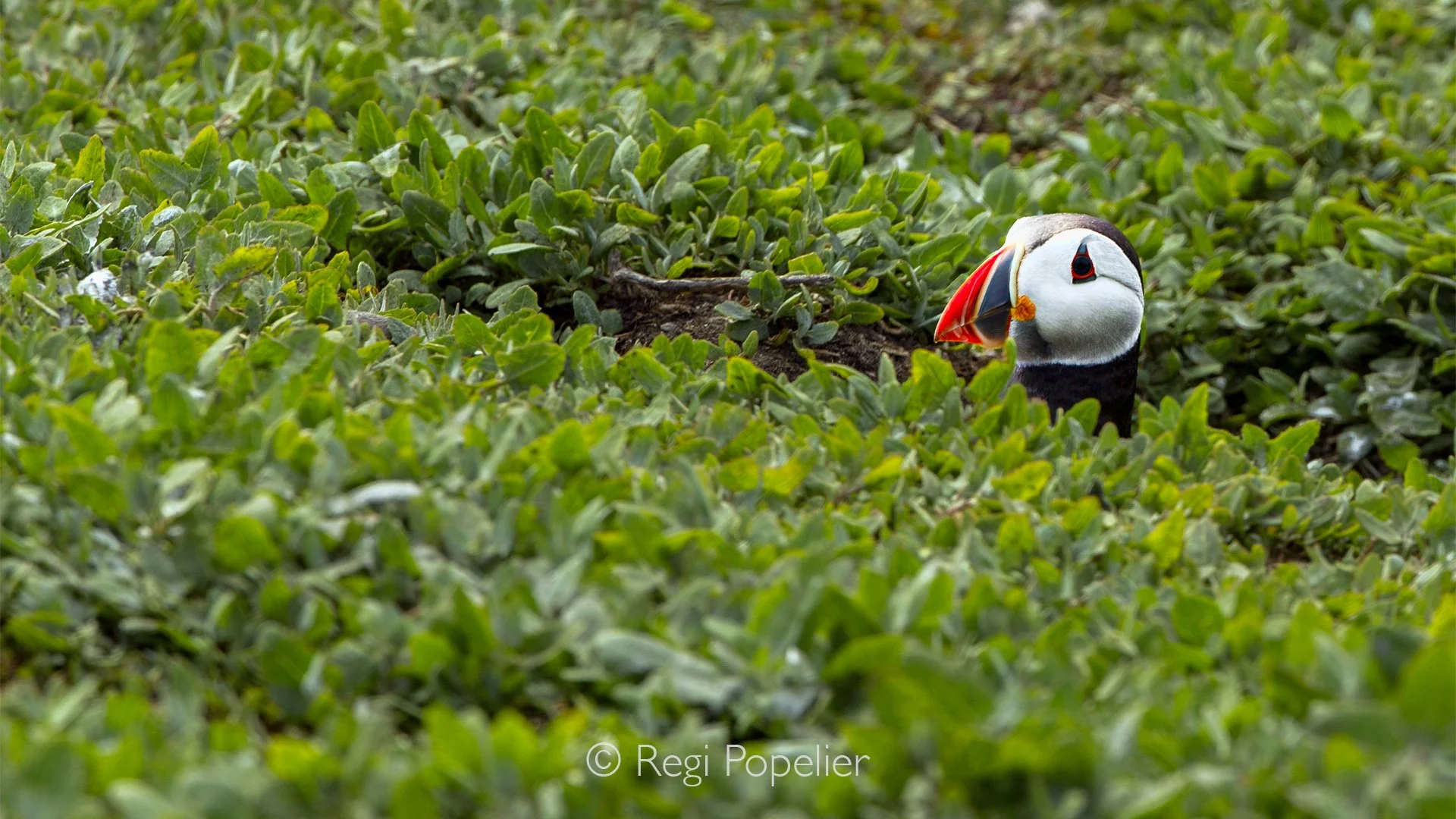Scotland030 - To protect themselves and their offspring from harsh weather and relentless aerial predators, puffins do not build traditional nests out of twigs on open ledges. Instead, they utilize safe, hidden sanctuaries dug deep beneath the island