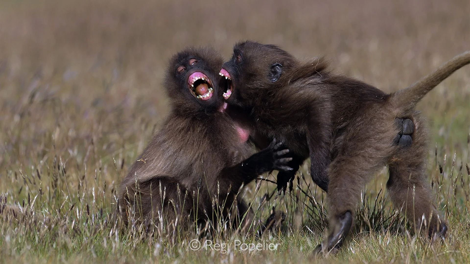 ETH065 - Two juvenile gelada baboons, brimming with youthful energy and testosterone, play-fight intensely as they test strength and establish dominance.
