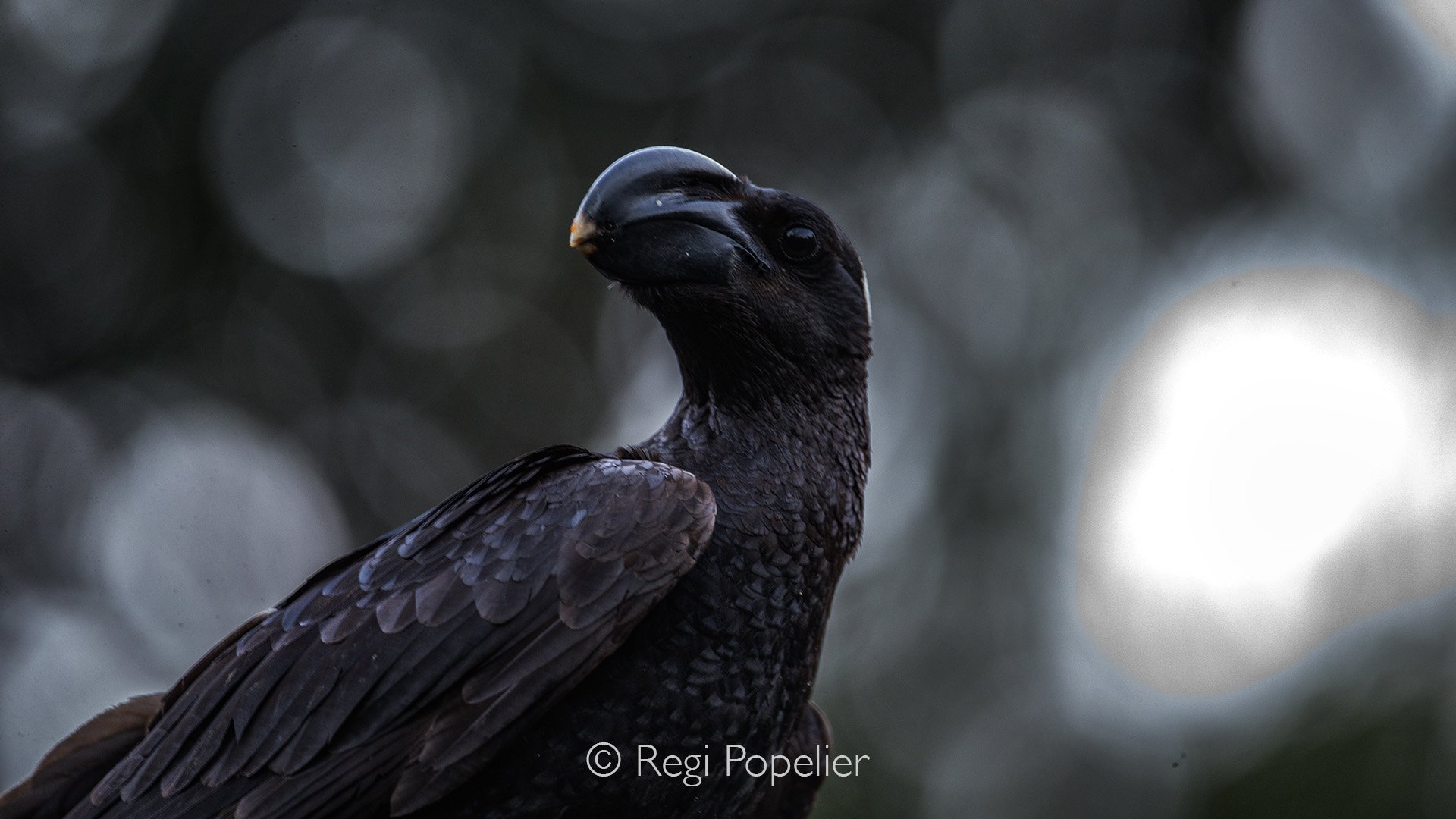 ETH058 - In the Simien Mountains, ravens soar effortlessly above  cliffs, their dark silhouettes contrasting against vast skies—adding drama and contrast