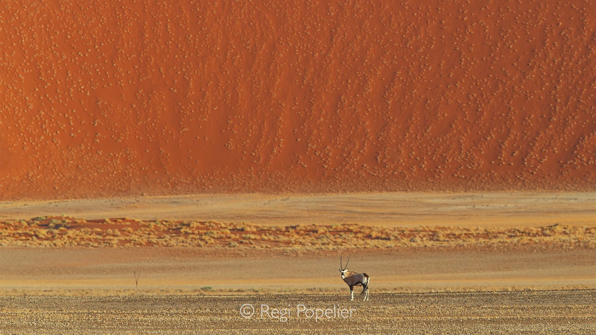 Namibia055 - A study in landscape architecture. Frame filling red dunes dwarf the solitary gemsbok, illustrating the overwhelming scale of Sossusvlei. The animal's positioning highlights its calm confidence in a landscape where it utilizes specialize