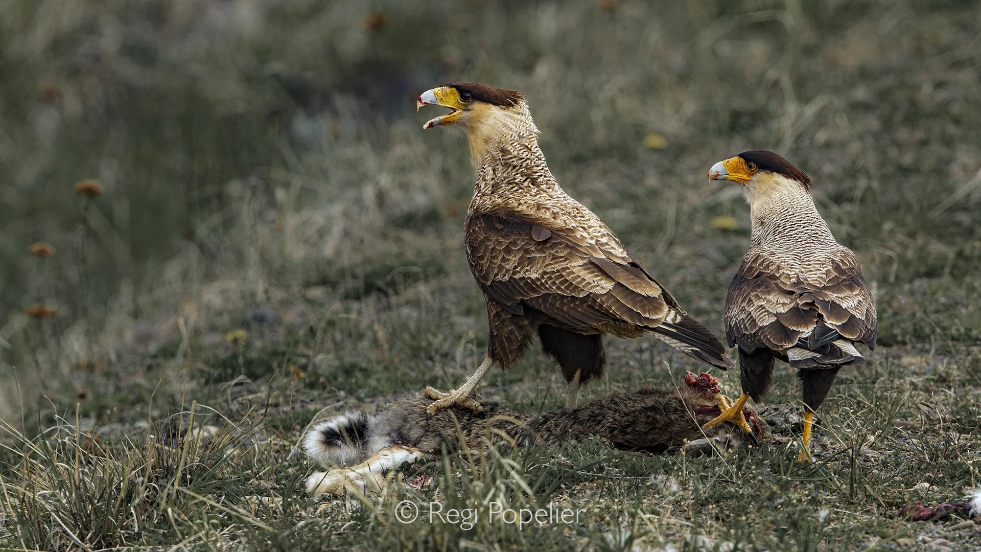 CHILI026 - Pair of caracara claiming the dead body of a rabbit killed by traffic .