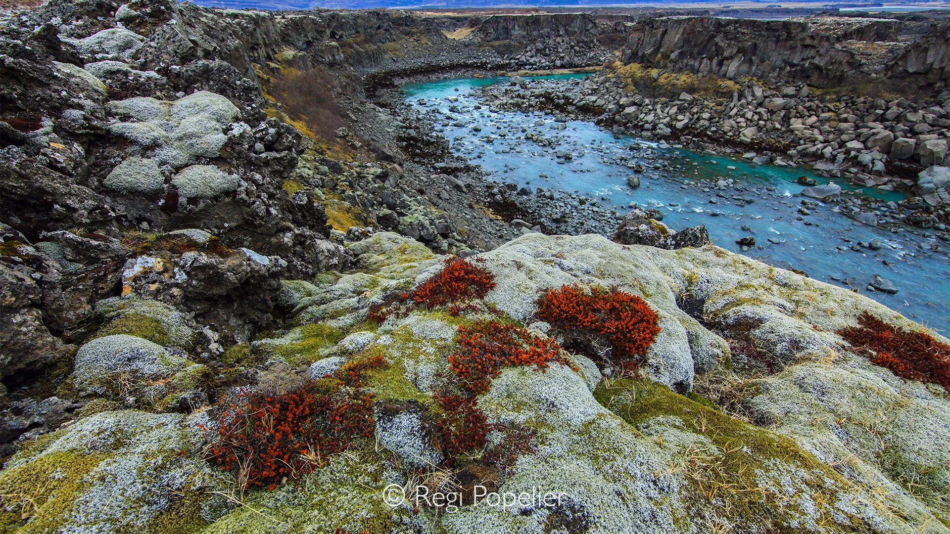 ICEL011 -  Life resist even the fire: moss slowly softening ancient lava.