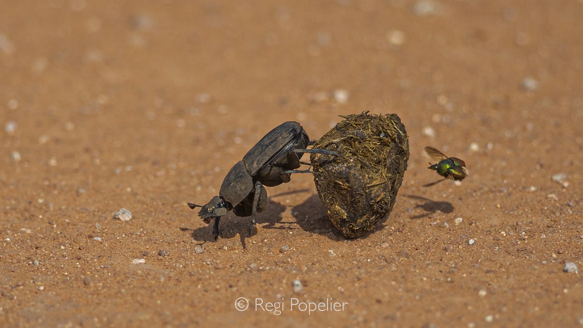 Namibia033 - The dung beetle, the ultimate worker.