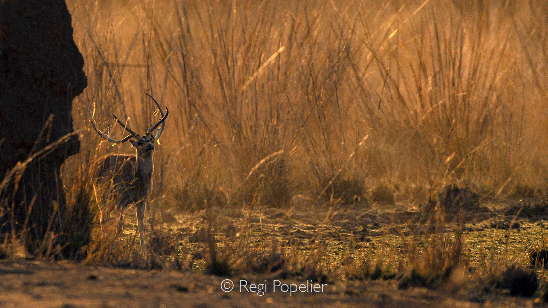 INDIA050 - Spotted Deer at sunset. 