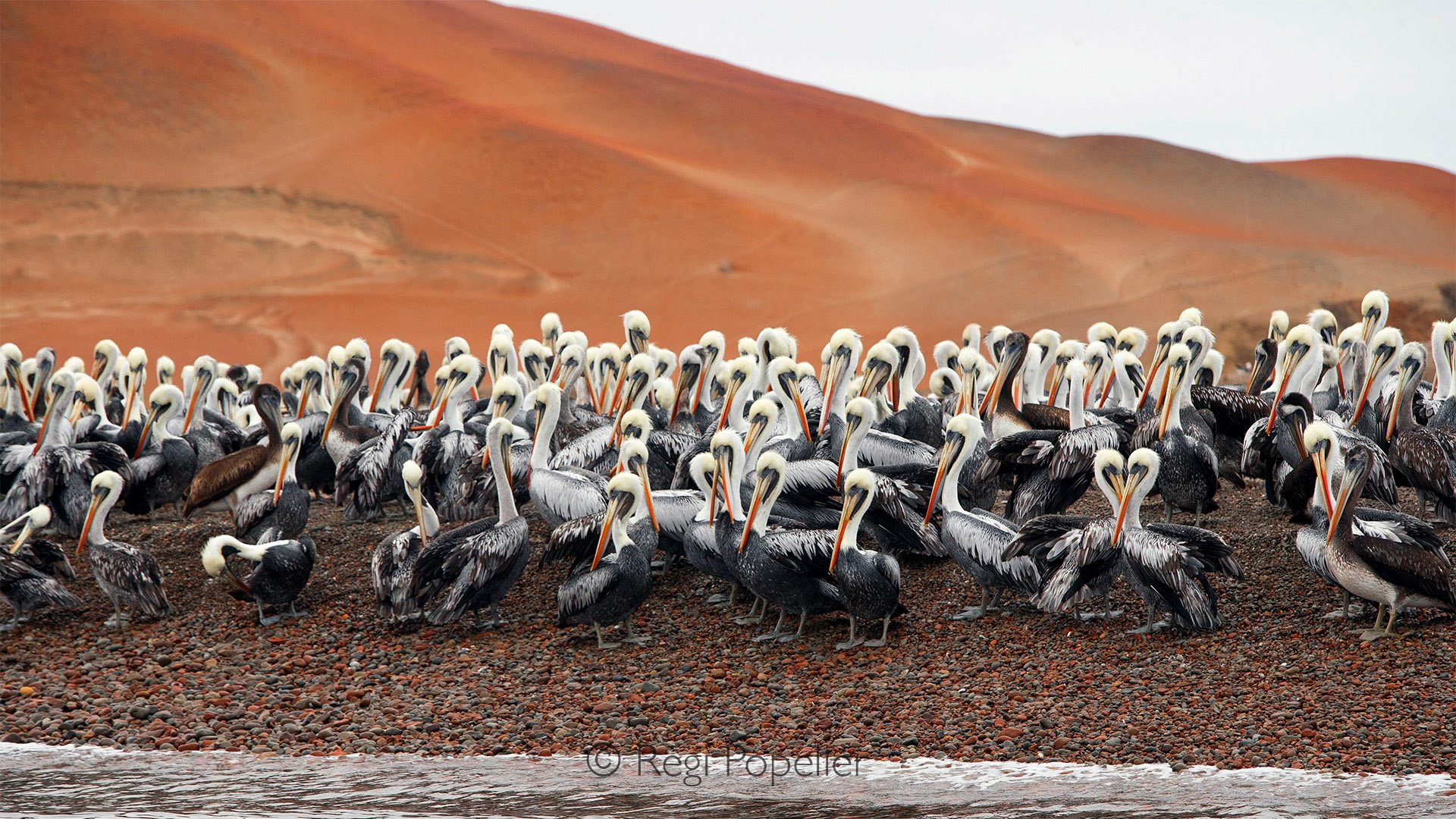 PERU004 - A group of Peruvian pelicans rests on weathered coastal rocks, overlooking the endless Pacific. 