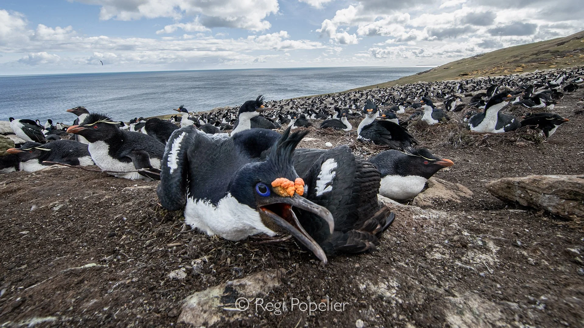 FAL034 - Too close for comfort: a nesting Rock Cormorant issues a warning.