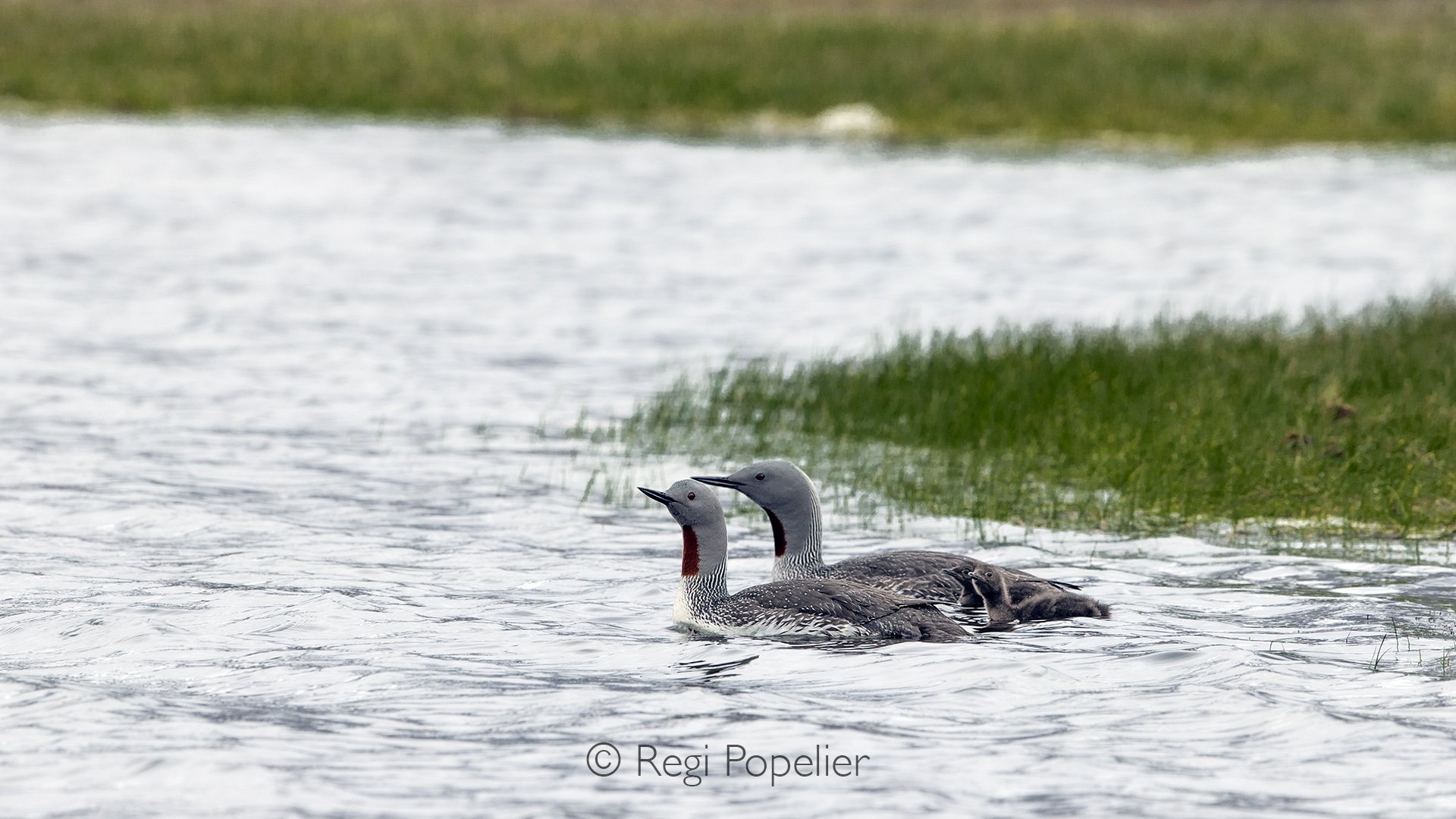 NPOLE07  - Star grebe, (Gavia stellata) pair swimming with their chicks.