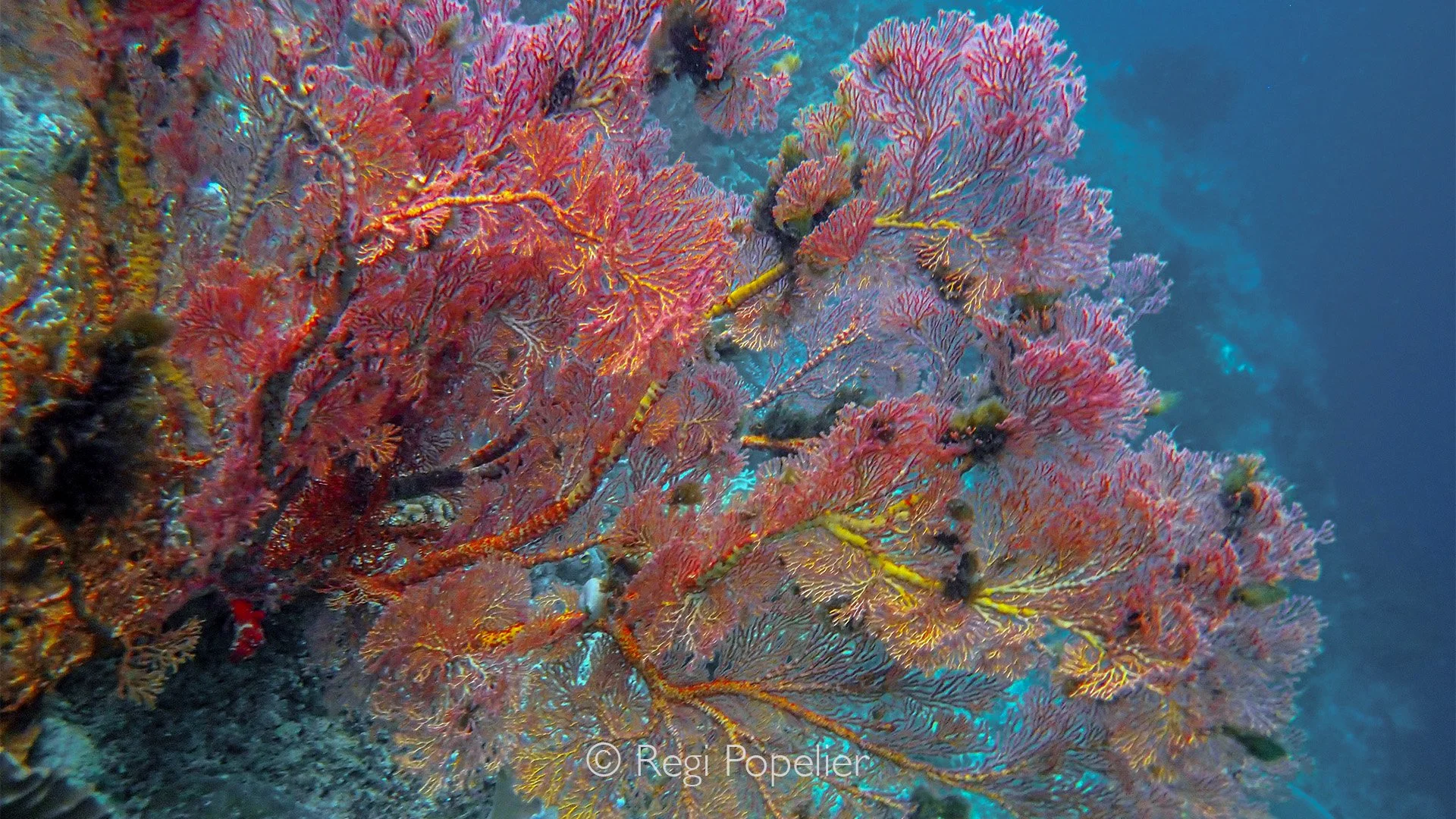 INDO103 - The corals of Raja Ampat in Indonesia are the healthiest and most stunning I have ever seen