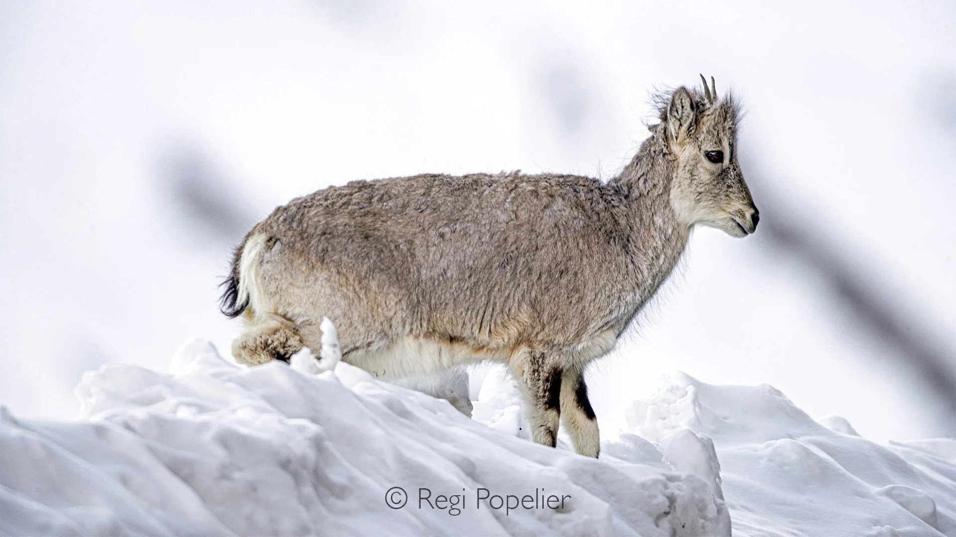 HIMA020 - juvenile Blue sheep. 