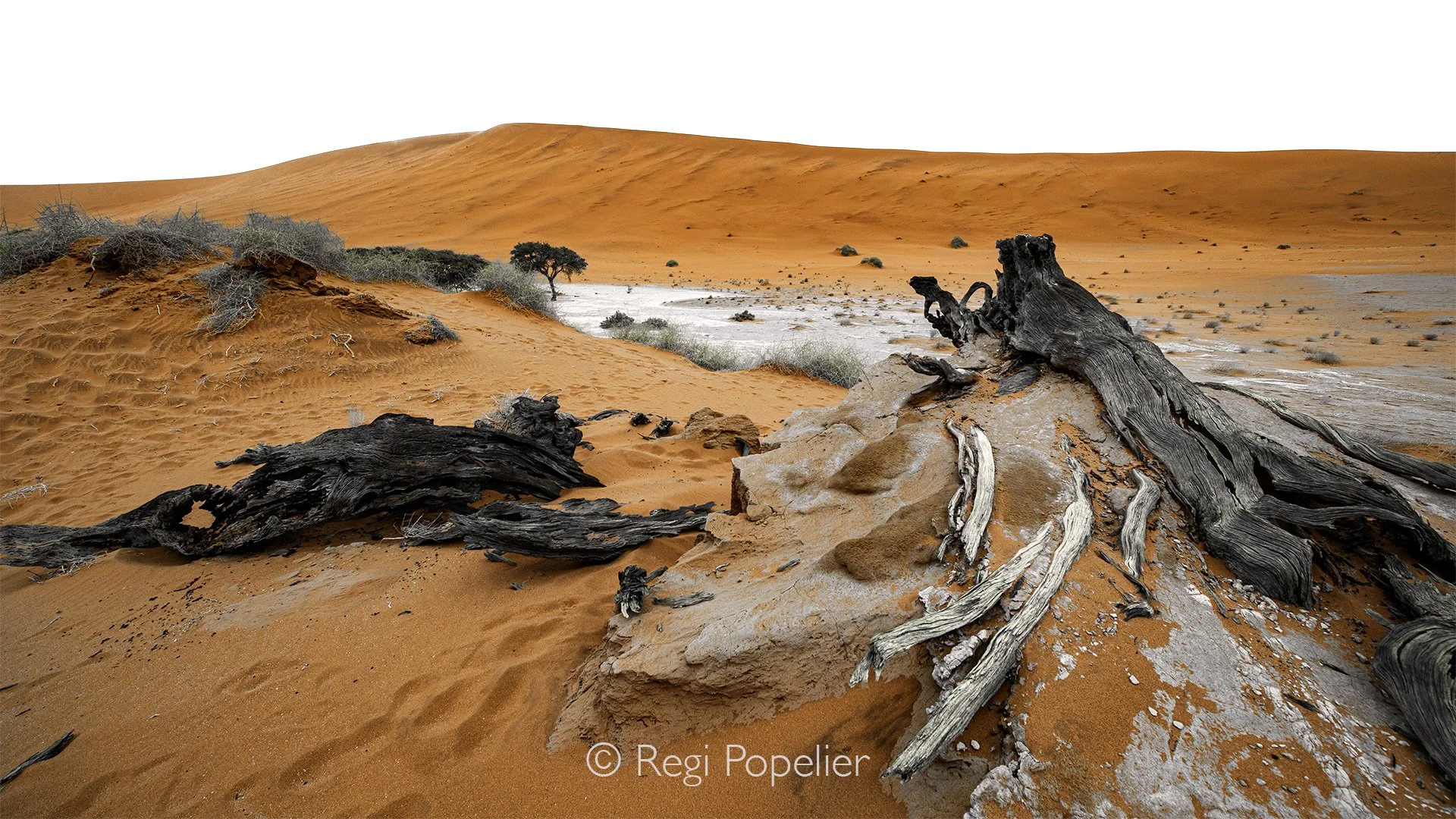 Namibia057 - A study in preservation and color. The stark, twisted branches of the dead forest slice through the intense landscape. For a photographer, the interaction between the dark organic remains, the mineral rich white pan floor, and the intens