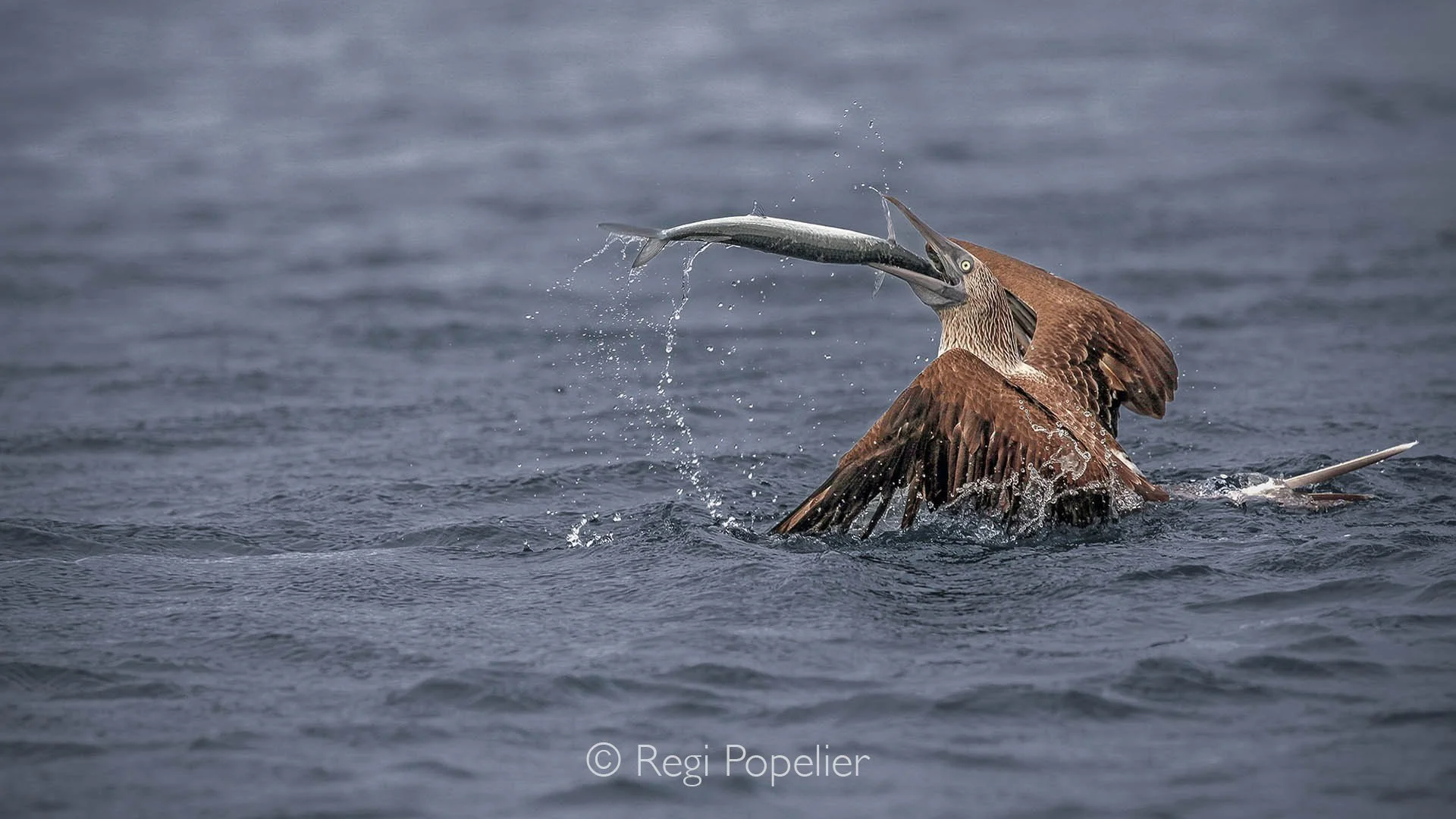 GAL009 - Blue footed booby in full action while swallowing his catch.