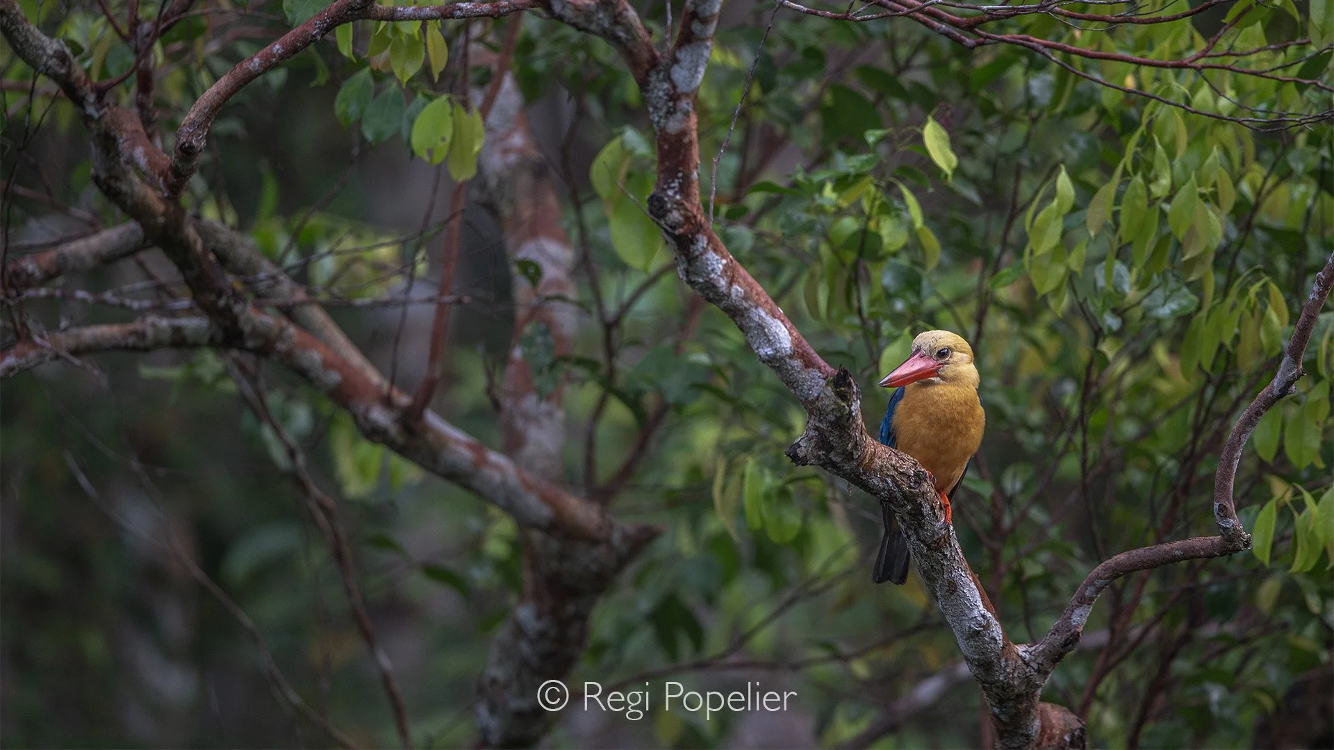 INDO010 - Stork-billed Kingfisher (Pelargopsis capensis)
One of the largest kingfishers in Southeast Asia, the Stork-billed Kingfisher is easily recognized by its massive red bill, striking blue wings