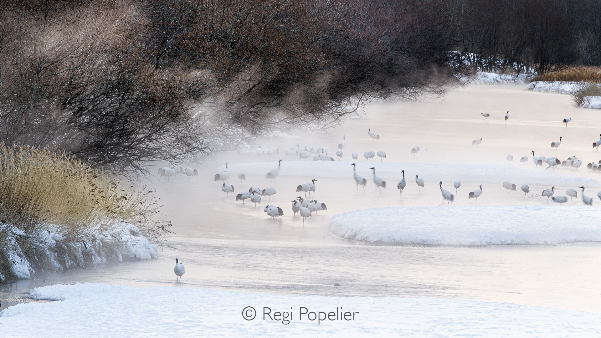 HOK026 - It’s truly a magical place to stay and photograph these creatures in their natural environment—despite the biting cold. When we arrived early in the morning at 3 a.m., the temperature had dropped to a chilling −18