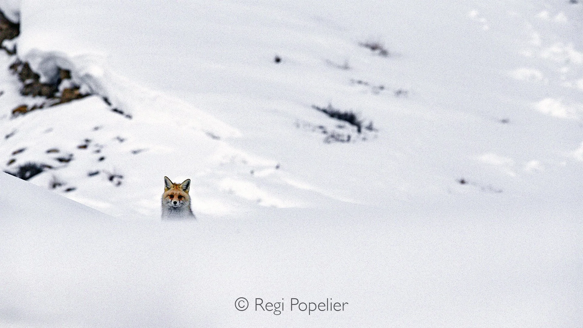 HIMA026 - Watching me as I stopped to photograph from a safe distance. 
