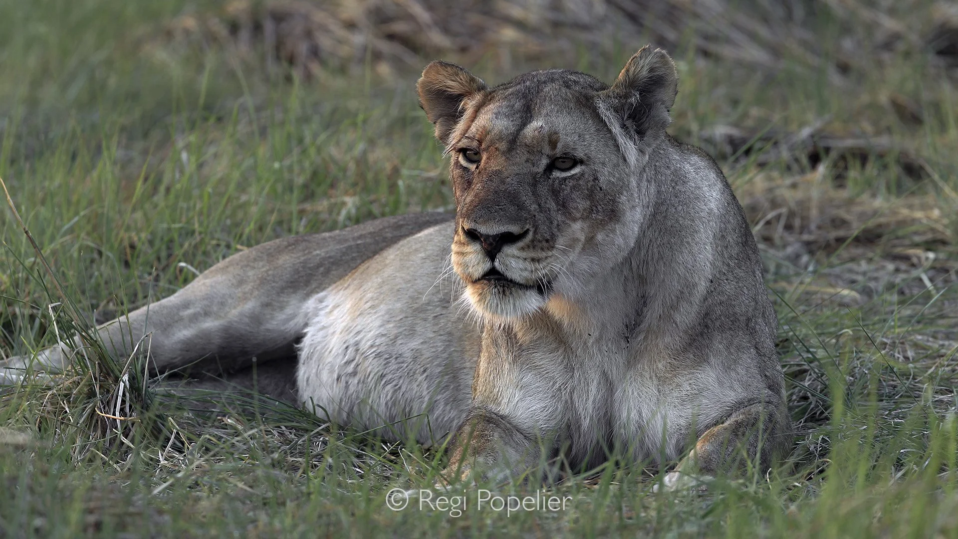 ZAMBIA035 - This lioness was sleeping under my room during several nights with her cubs.