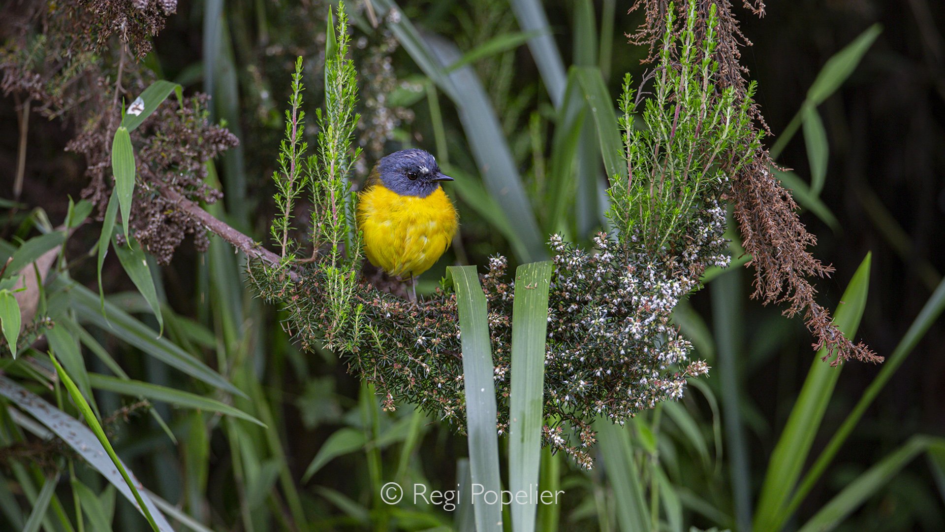 RWANDA075  - White-starred Robin - Pogonocichla stellata.