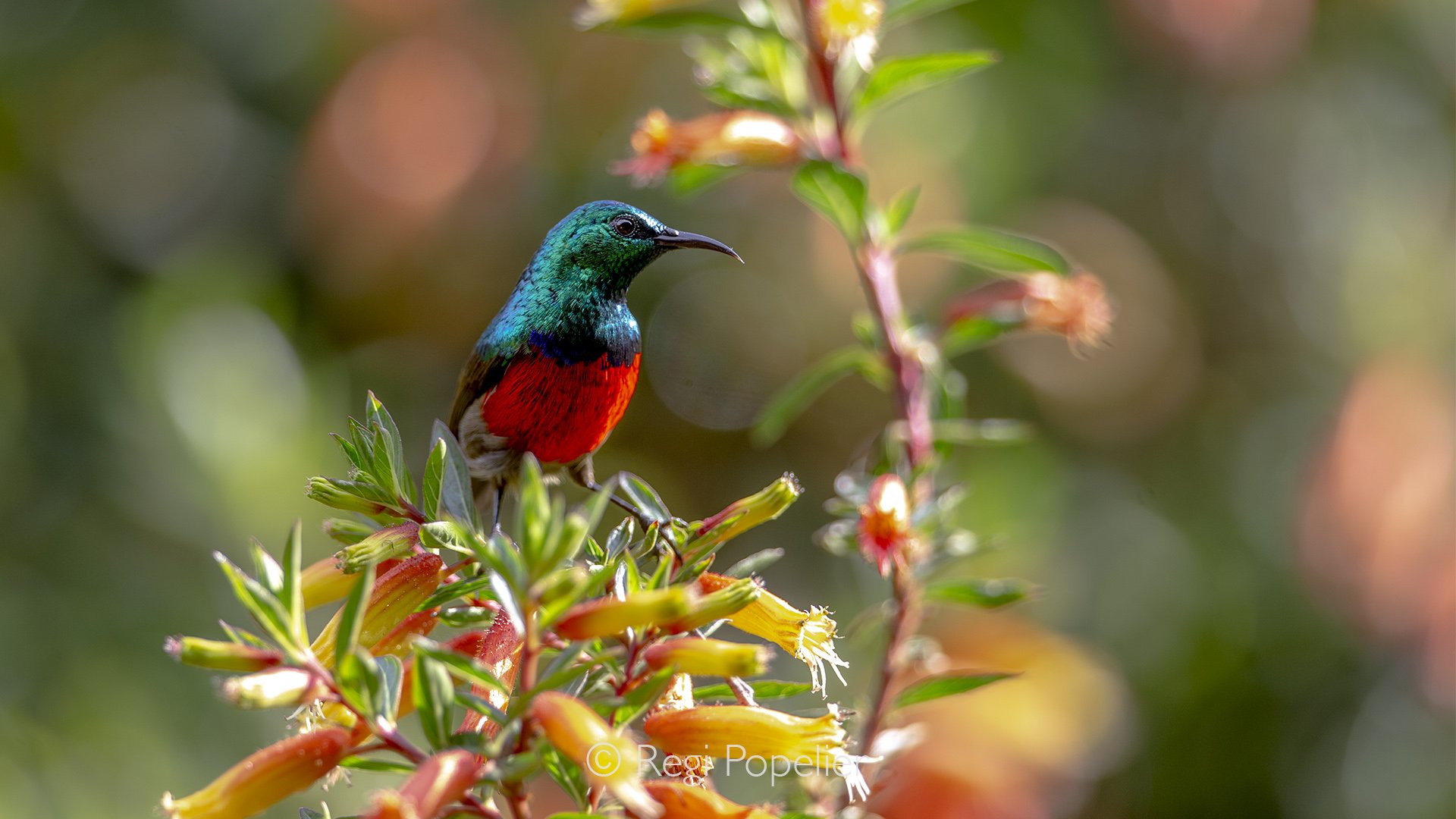 RWANDA072  - A dazzling sunbird hovers among vibrant blossoms, its iridescent plumage flashing brilliantly as it searches for nectar hidden deep within the flowers.