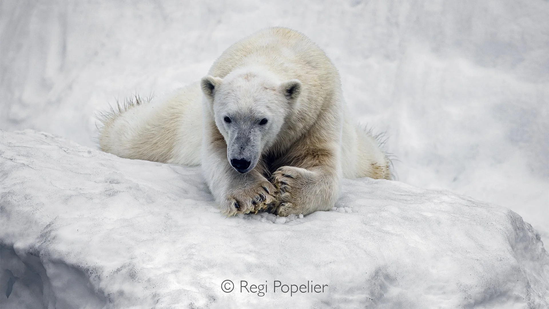 NPOLE042 - On the ice where it was born, this  polar bear cub now rests, symbolising both the beauty and fragility of life in the far north.