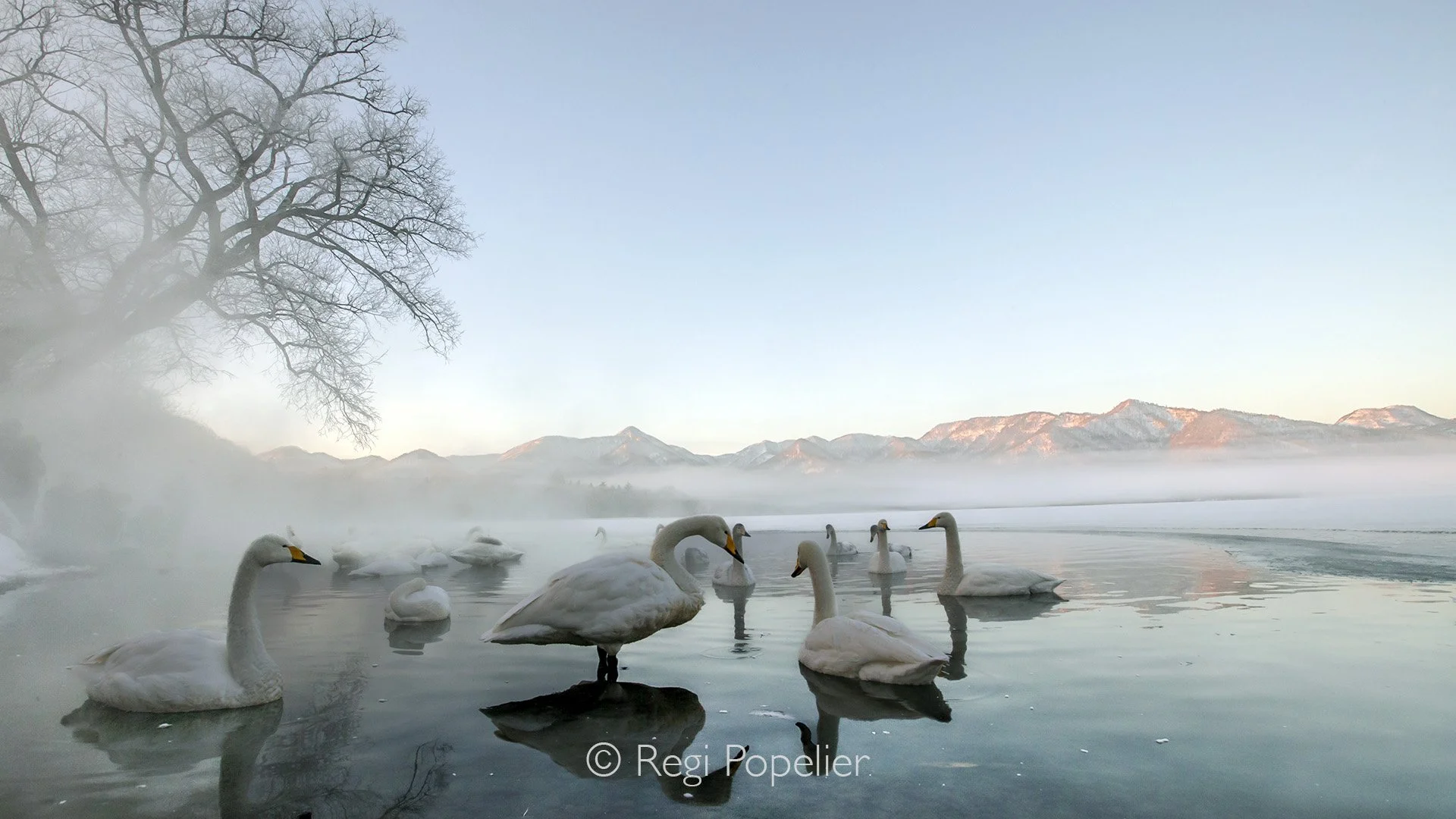 HOK040 - The northern shore and spots where locals occasionally feed the birds offer the most reliable compositions, especially at dawn
