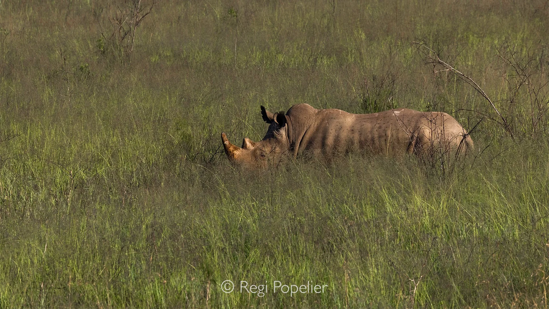 RWANDA066  - Only the massive back, shoulders and distinctive horn of a white rhinoceros emerge from the tall green grasses, while the rest of its body remains concealed. The vegetation softens the giant's silhouette, creating an intimate portrait th
