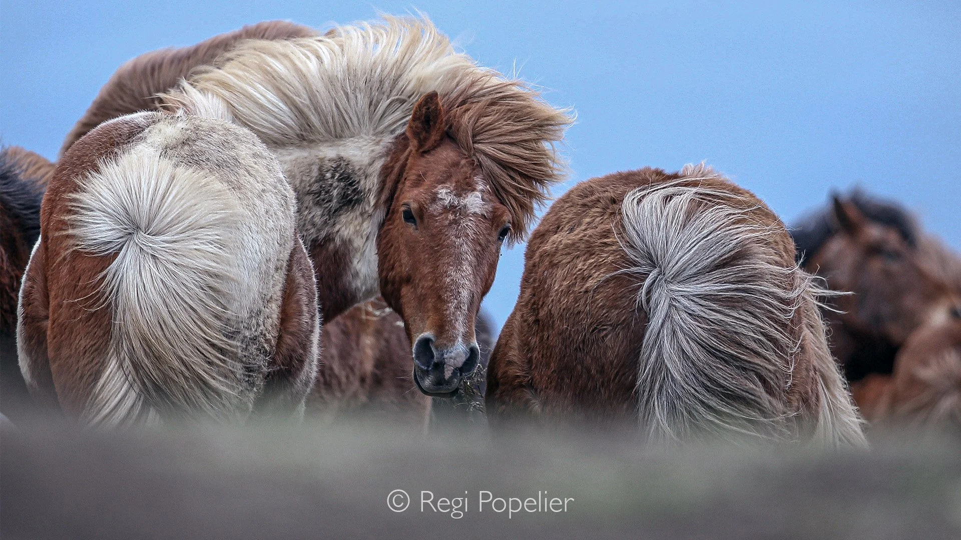 ICEL021 - Icelandic  horses, once exported no return is possible to the island.  