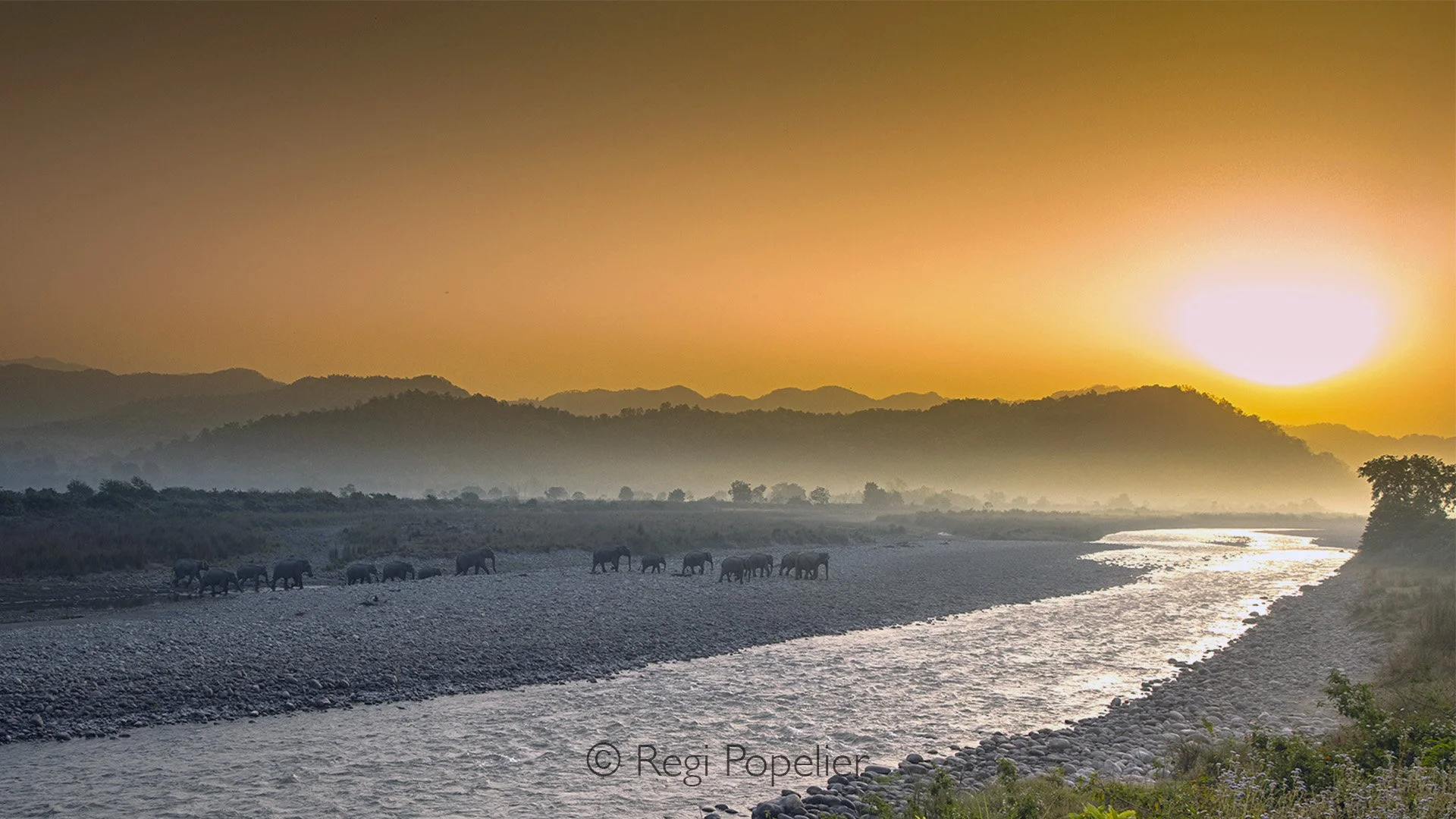 INDAI068 - Another early morning image, it was a pleasure to be able following the group of elephants. 