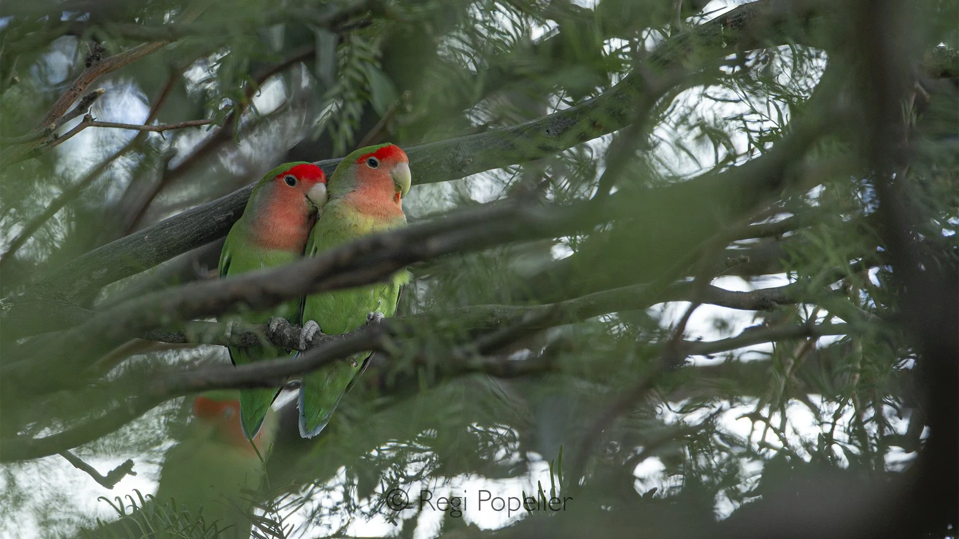 Namibia029 - Namibia Peach-faced Lovebird (Agapornis roseicollis roseicollis)