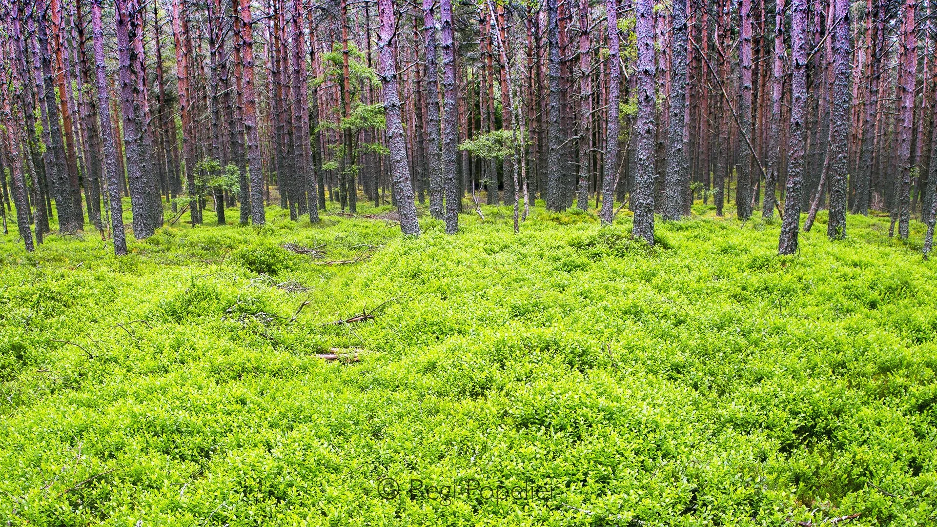Scotland047 -  The dark, patterned bark of the trees stands out against the bright green grass, revealing the simple beauty of the forest’s details.