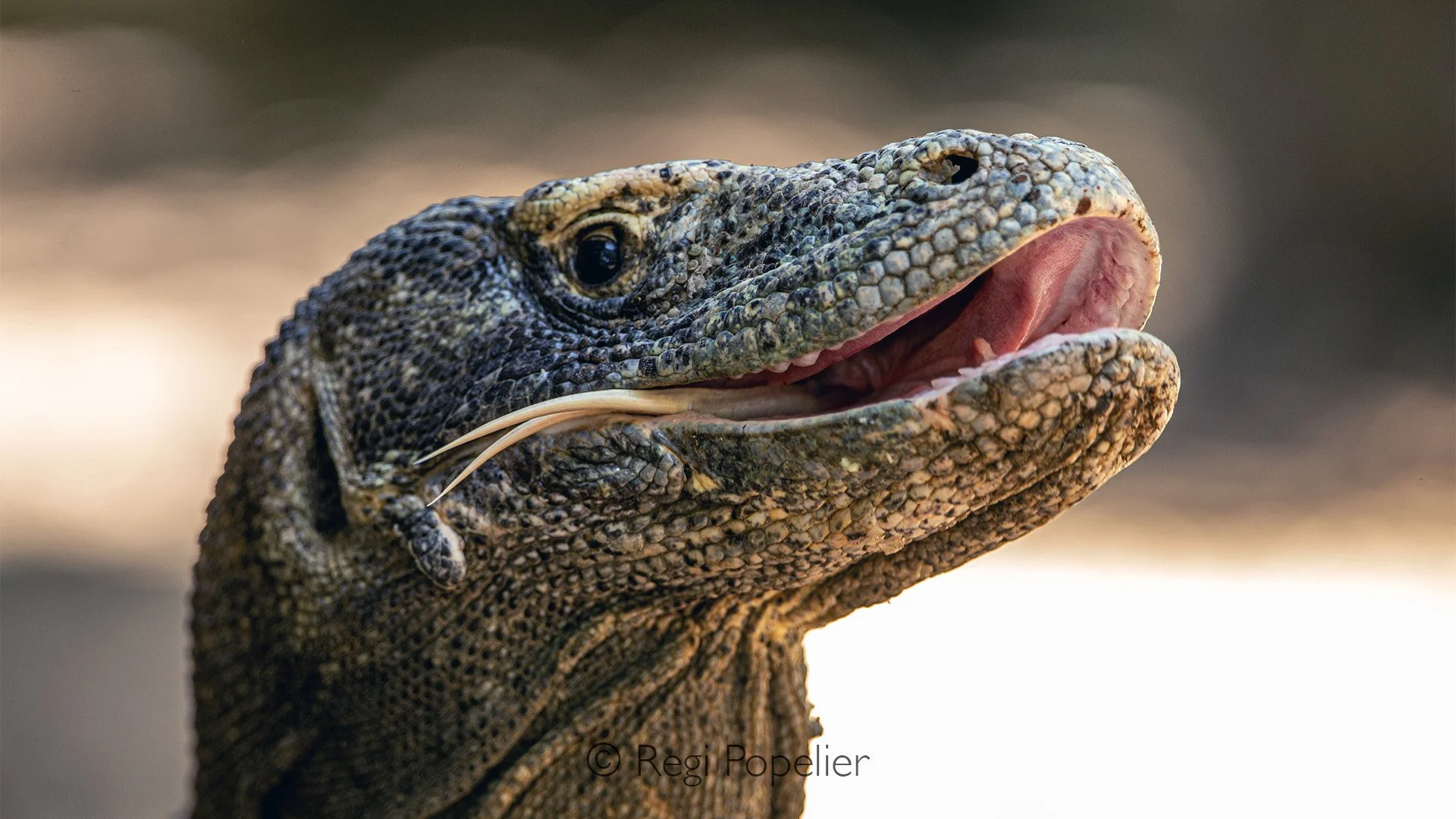 INDO047 - A detailed close up of a Komodo dragon, showcasing its textured skin, powerful limbs, and piercing gaze a true apex predator 