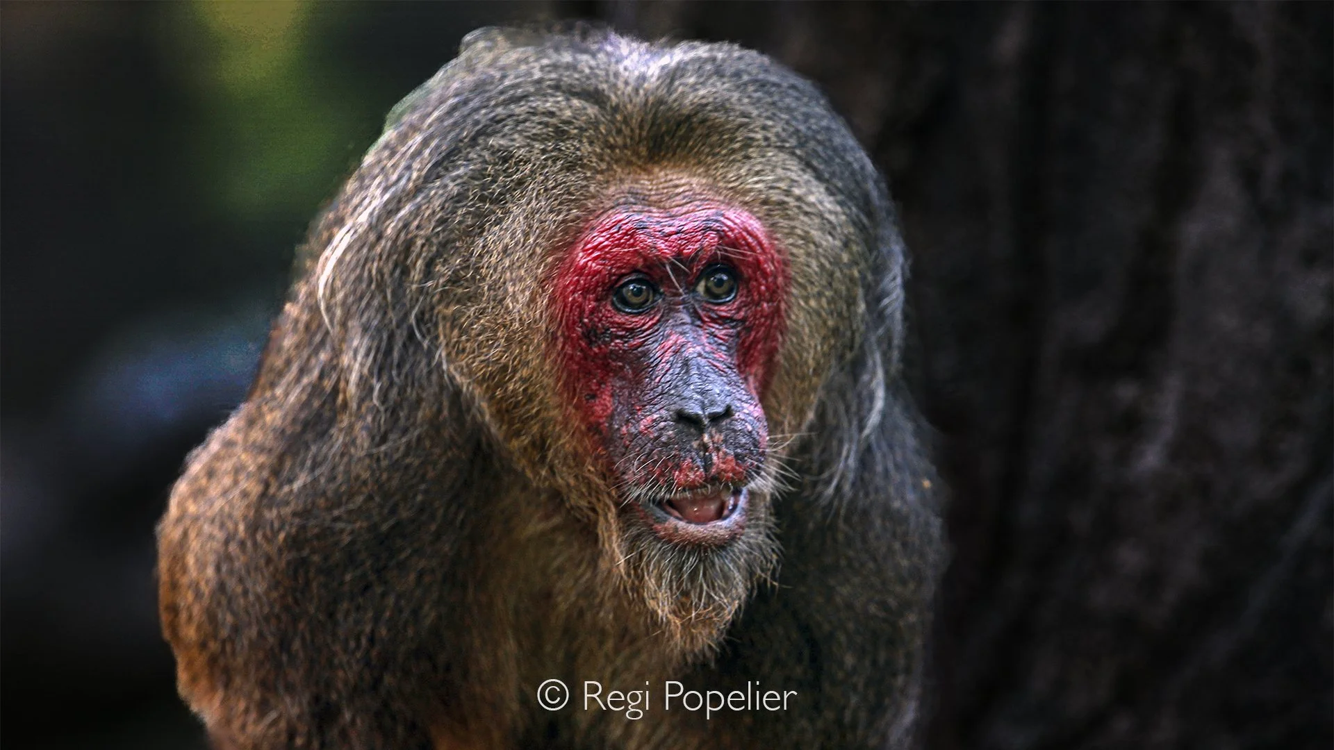MALAS032 - Stump tailed macaque, here a male.  