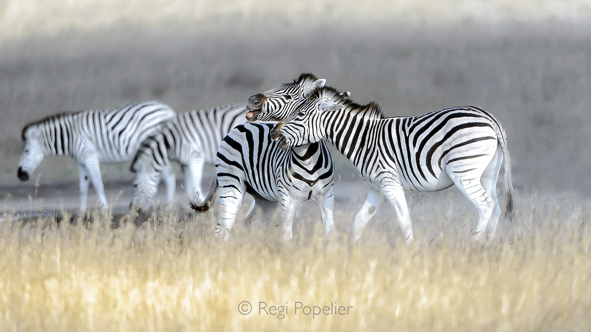 BOTS008 - Always photogenic, always captivating - Nxai Pan’s zebras remind us why wildlife is art.