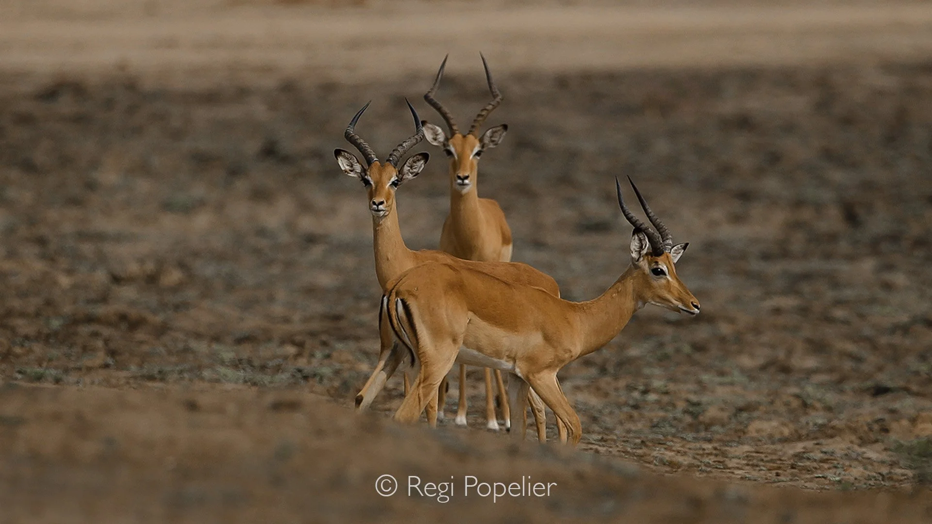 ZAMBIA017 - Male Impala at South Luangwe 