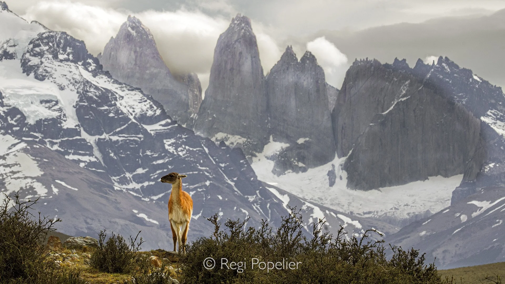 CHILI027 - Guanaco in front of the Fitz Roy mountains.