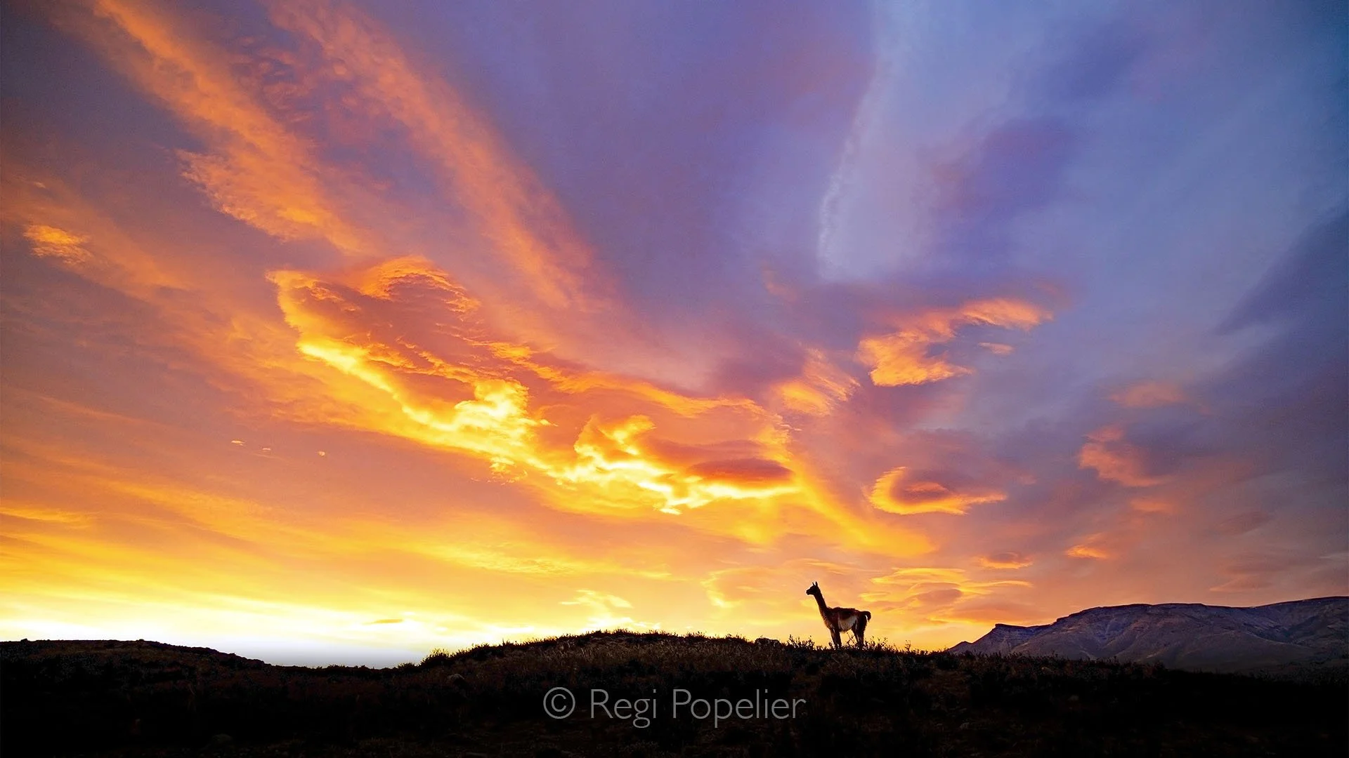 ARG005 - Guanaco standing in Patagonia,  a breathtaking landscape beneath a kaleidoscope of colors in the sky.