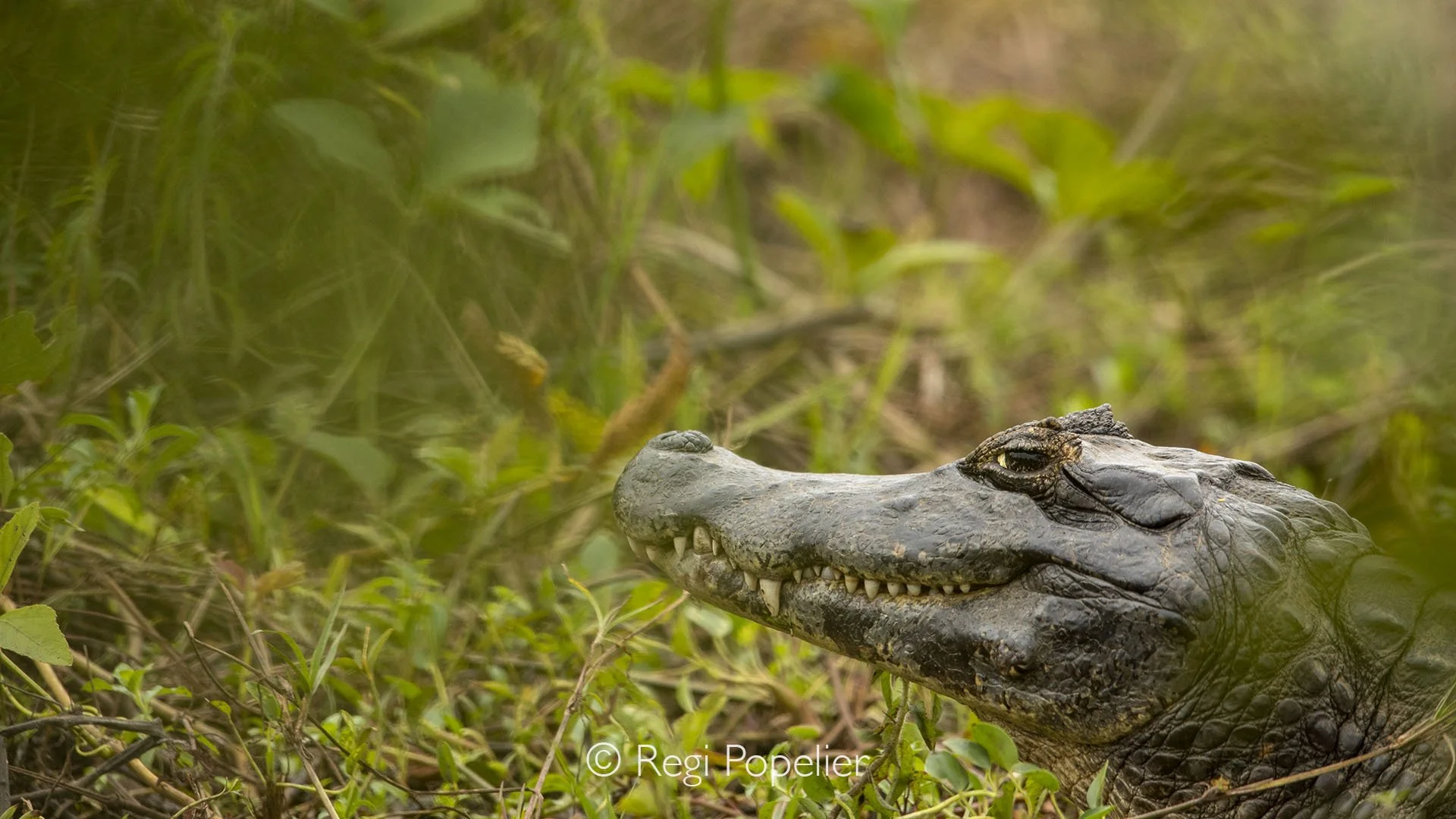 BRA017 - Close-up of a cayman resting on the banks of the Three Brothers River, capturing the raw power and intricate details of this apex predator in its natural habitat.