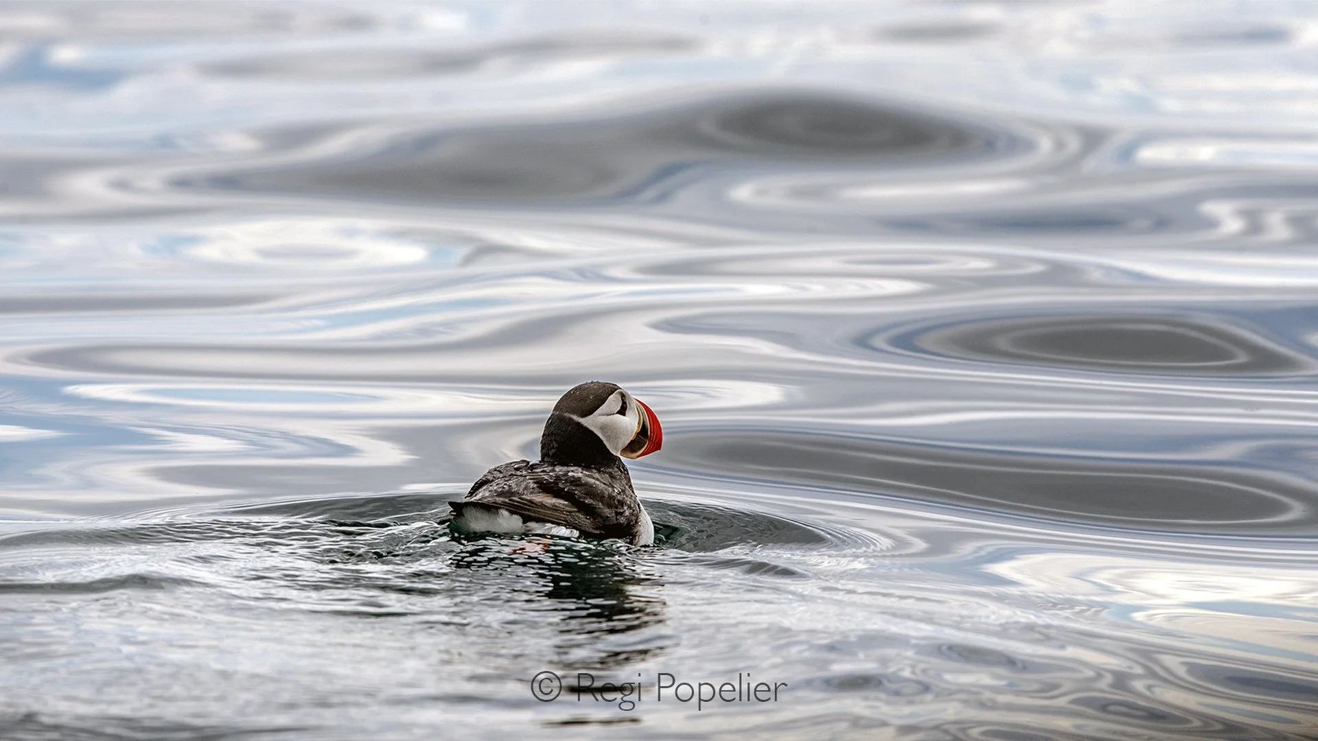 NPOLE061 - Puffin drifting on the waves. 