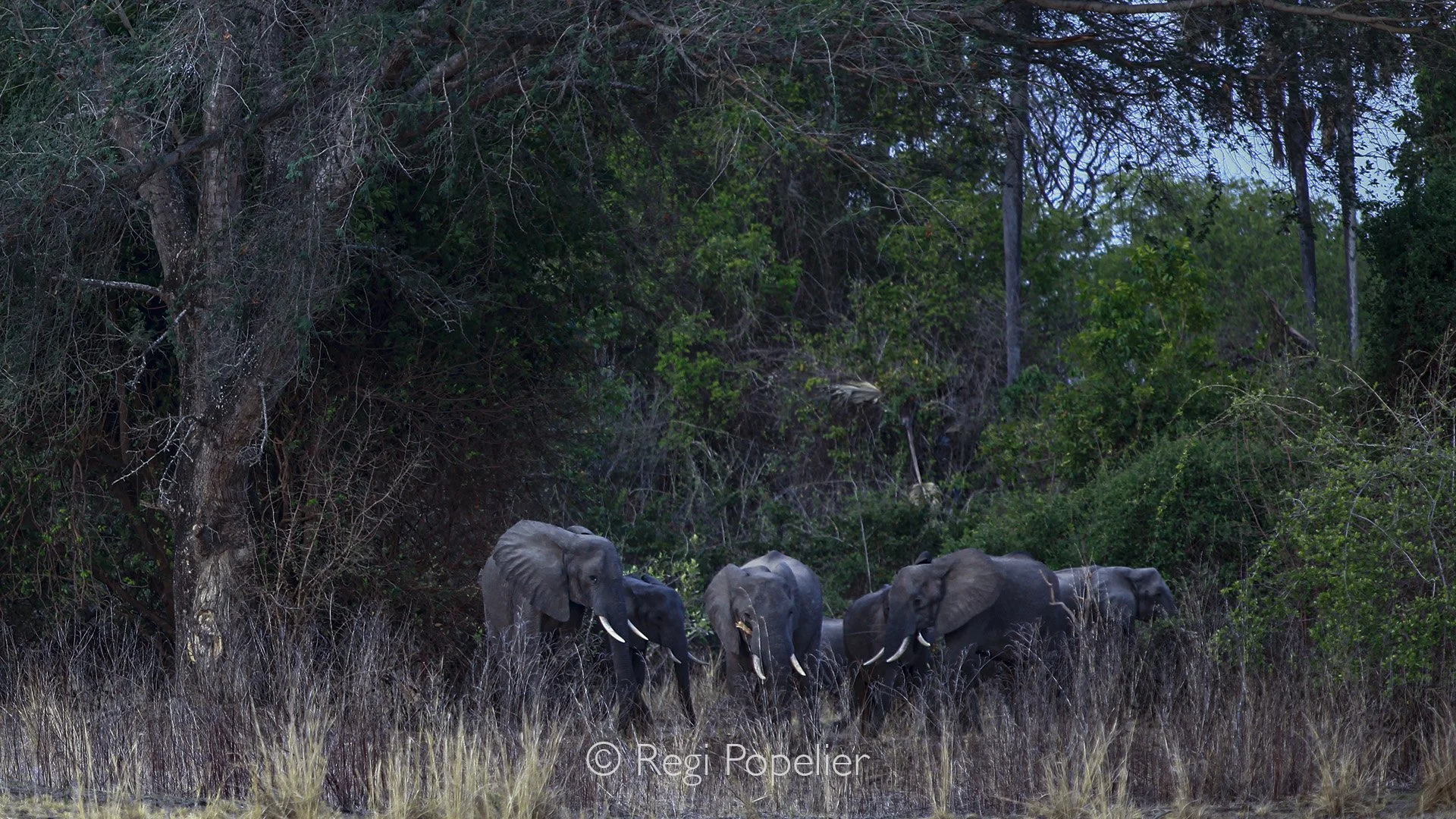 ZAMBIA014 - Seeing these three bulls was a joy, but one that demanded distance, as their aggression made every step forward a careful decision.