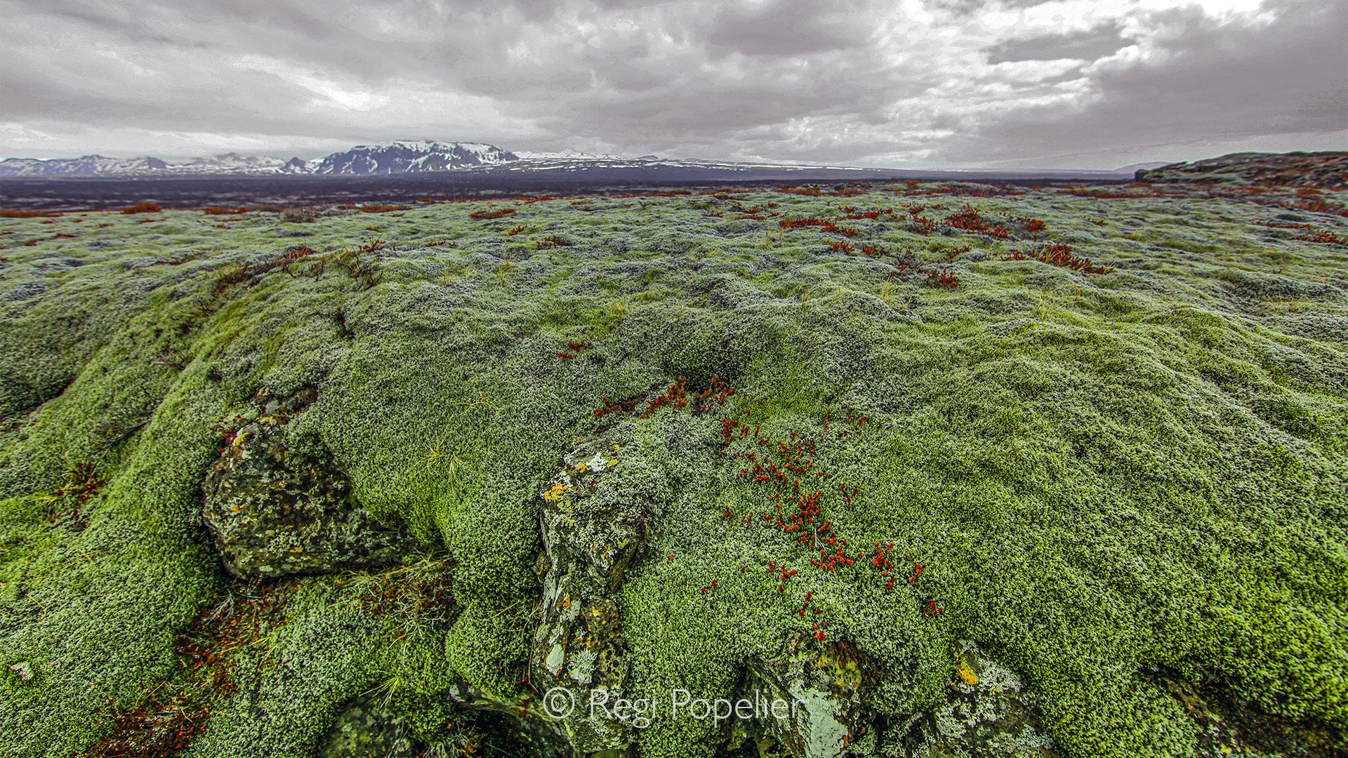 ICEL009 -  Walking or driving on the moss,  is the best  way  to be called, a bad tourist in Iceland.