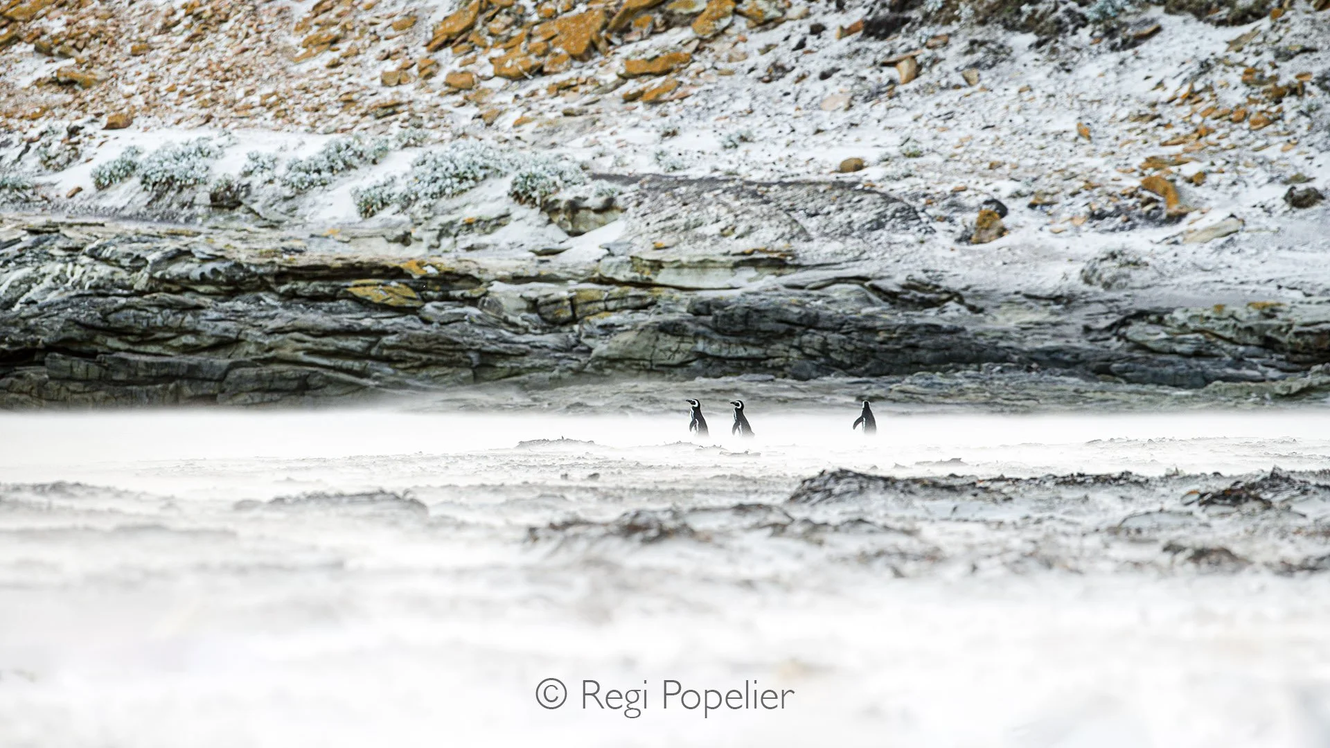 FAL016 - Fearless Magellanic penguins marching along the beach, their tiny bodies dwarfed by the monumental colored sand formations behind them, while the swirling sands whip around their feet, adding dynamic contrast and drama to their journey into 