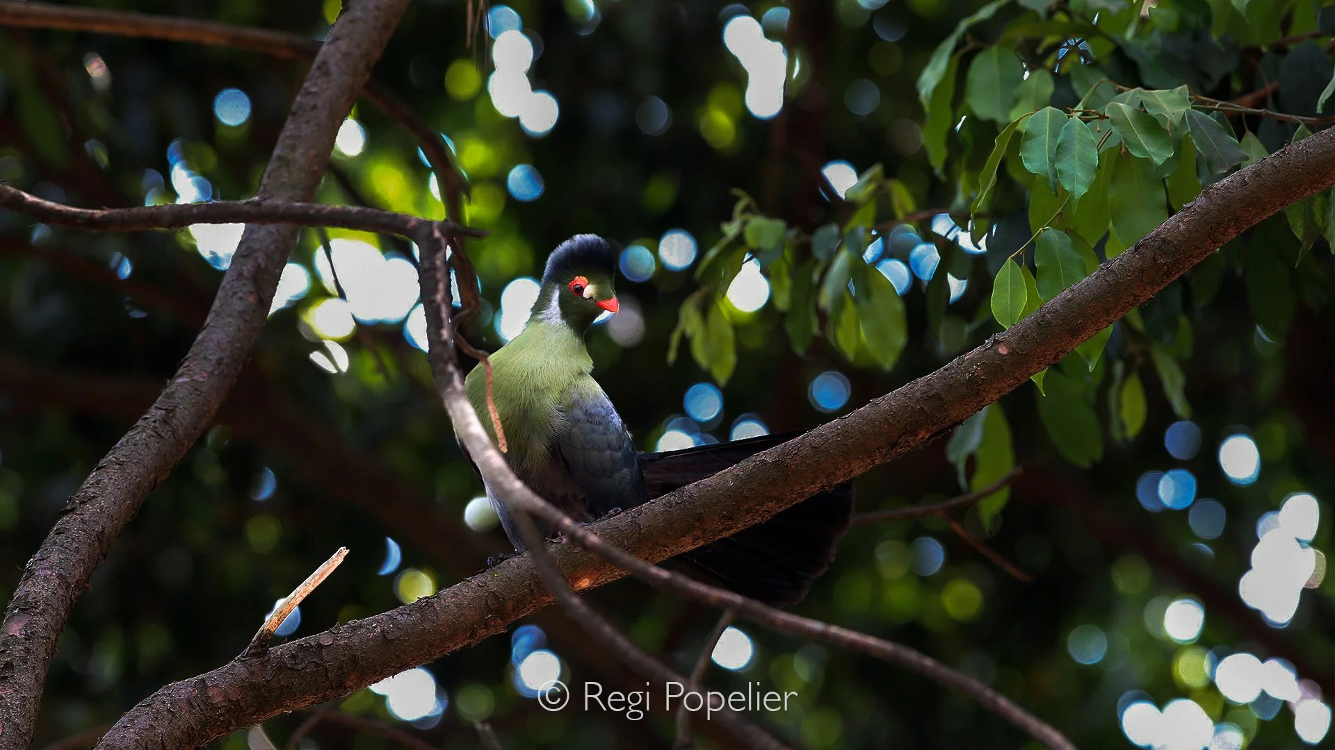 ETH020 - White-cheeked turaco. 

