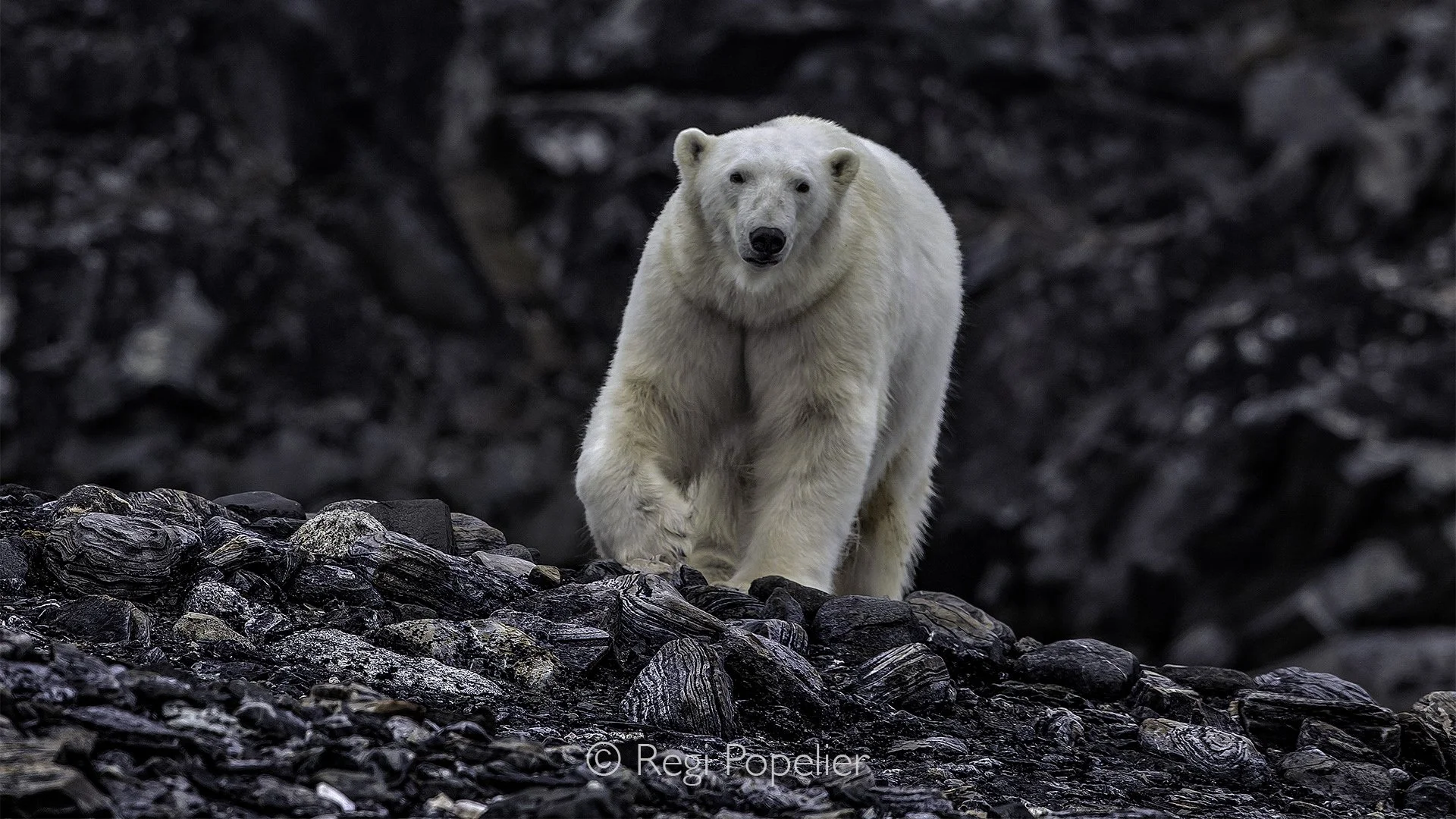 NPOLE036 - Alert and curious, the bear carefully watches its surroundings.