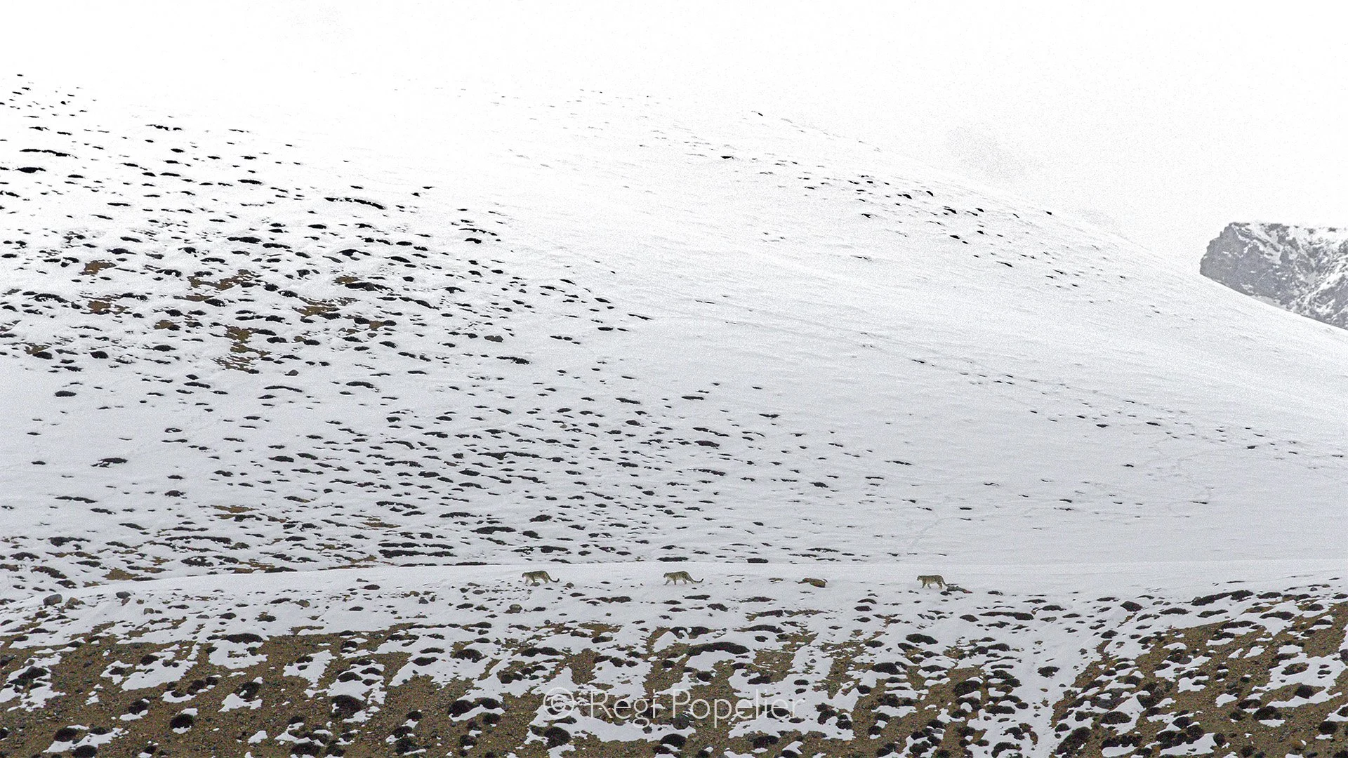 HIMA044 - At evening on the way  back to their sleeping grounds