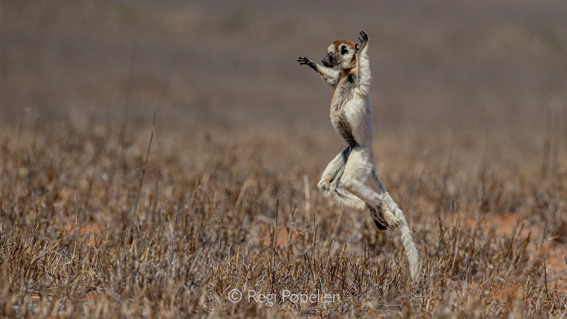 MADA049 - Verreaux's sifaka , the dancer of Madagascar 